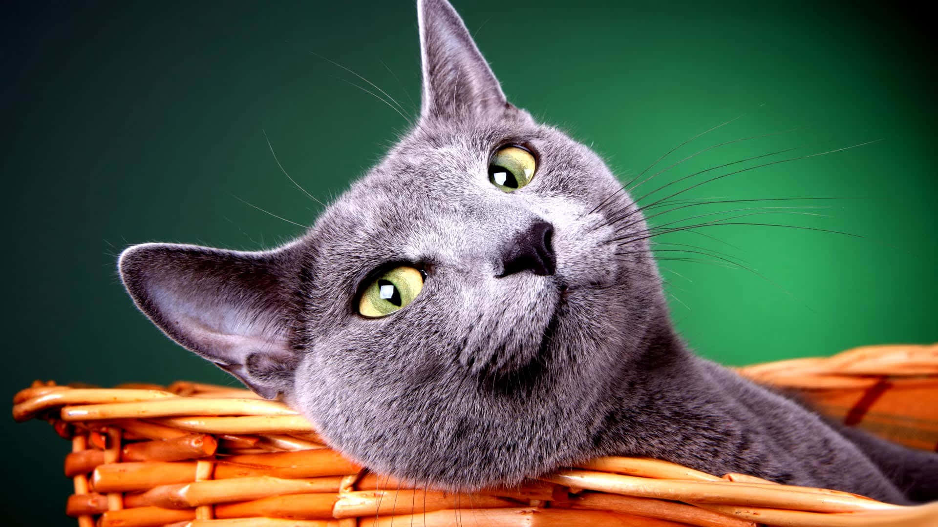 Cool Cat 桌布 壁紙 — 一隻灰色貓咪擁有引人注目的綠色眼睛，在深綠色背景前的編織籃子裡休息。