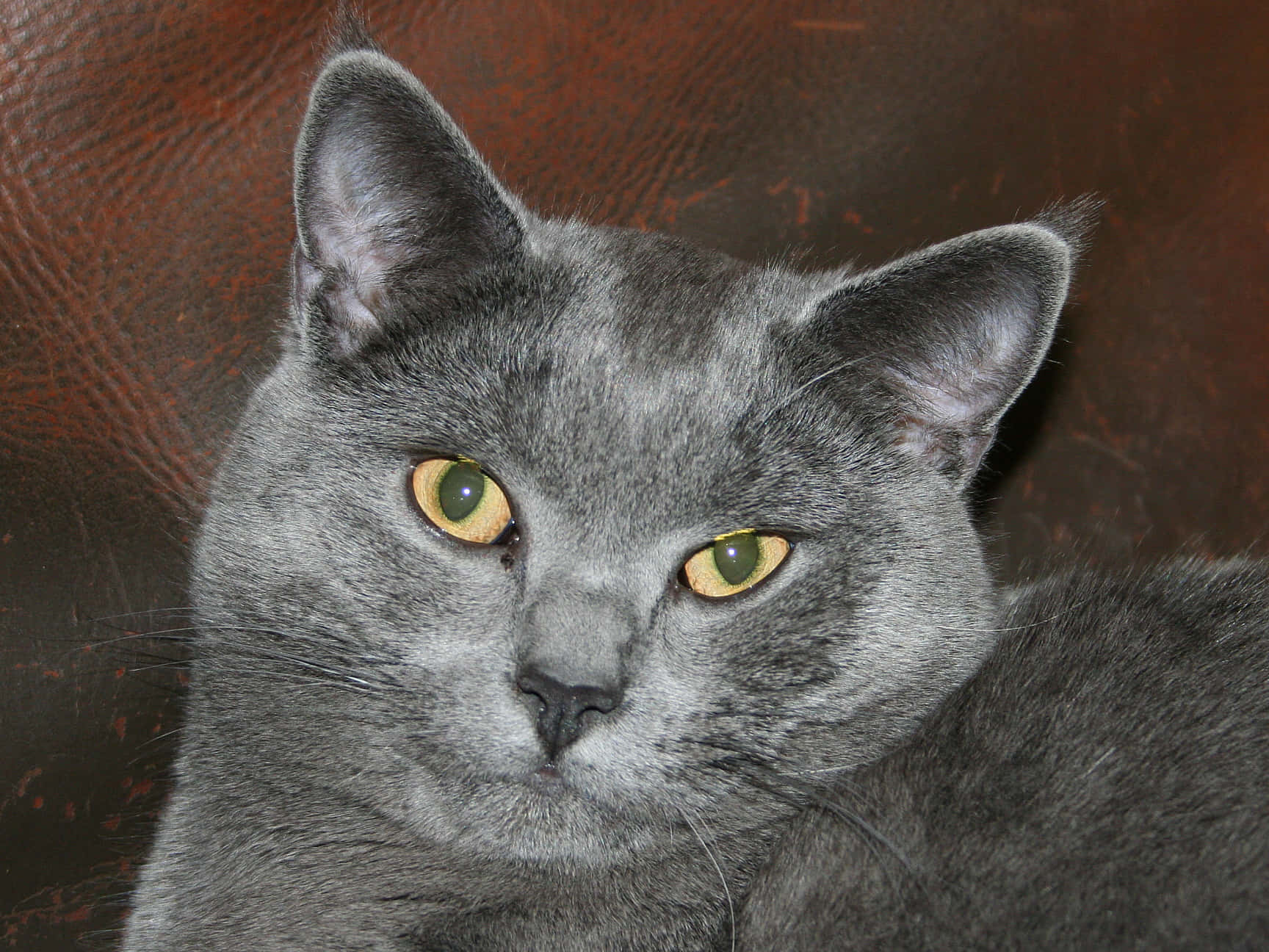 Chartreux 桌布 壁紙 — 一隻灰色貓咪的特寫，擁有引人注目的黃色眼睛，正休息在帶有紋理的棕色皮革表面上。