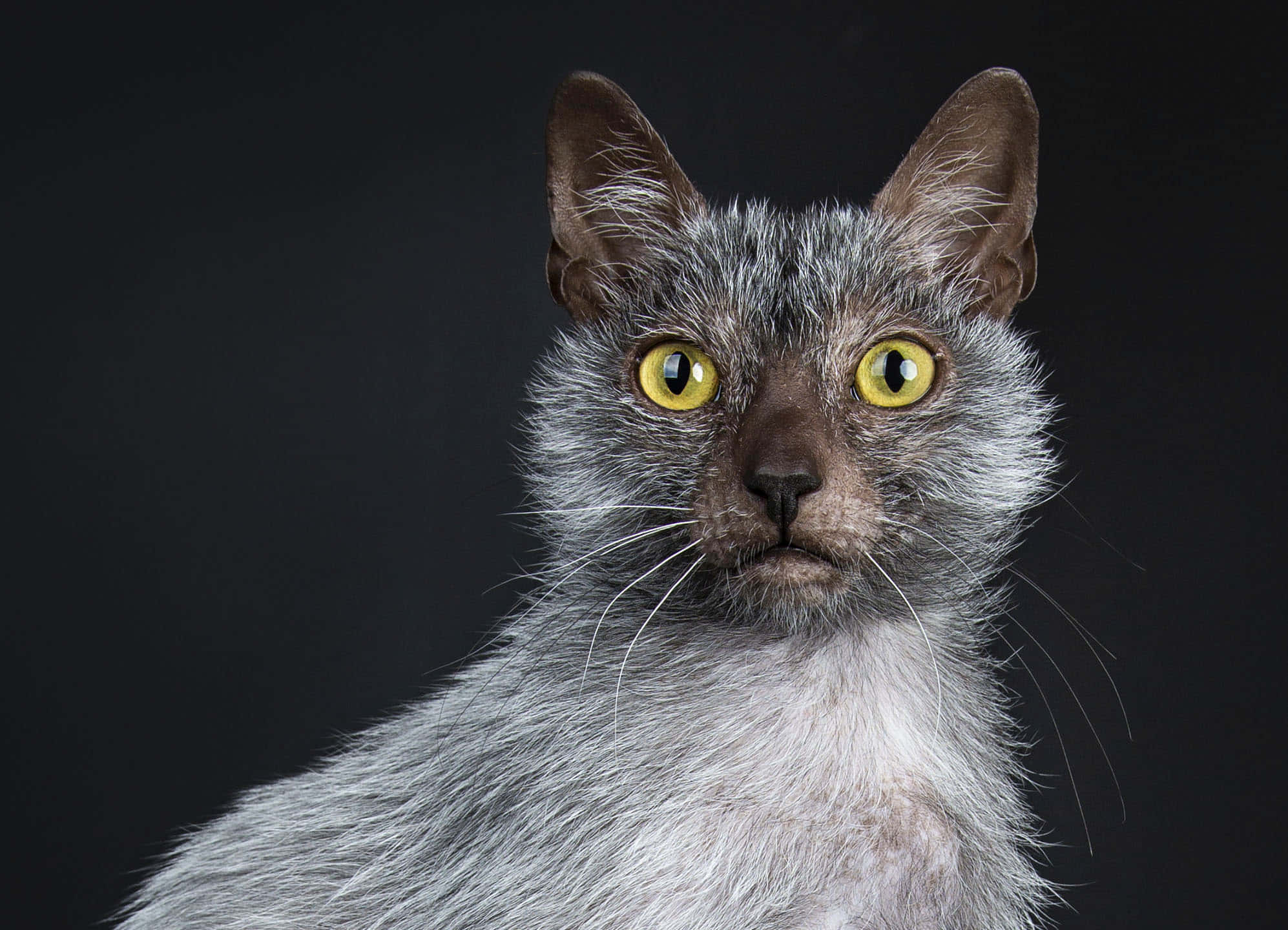Lykoi 桌布 壁紙 — 一隻灰色貓咪的特寫，擁有引人注目的黃色眼睛，在深色背景下強烈凝視。