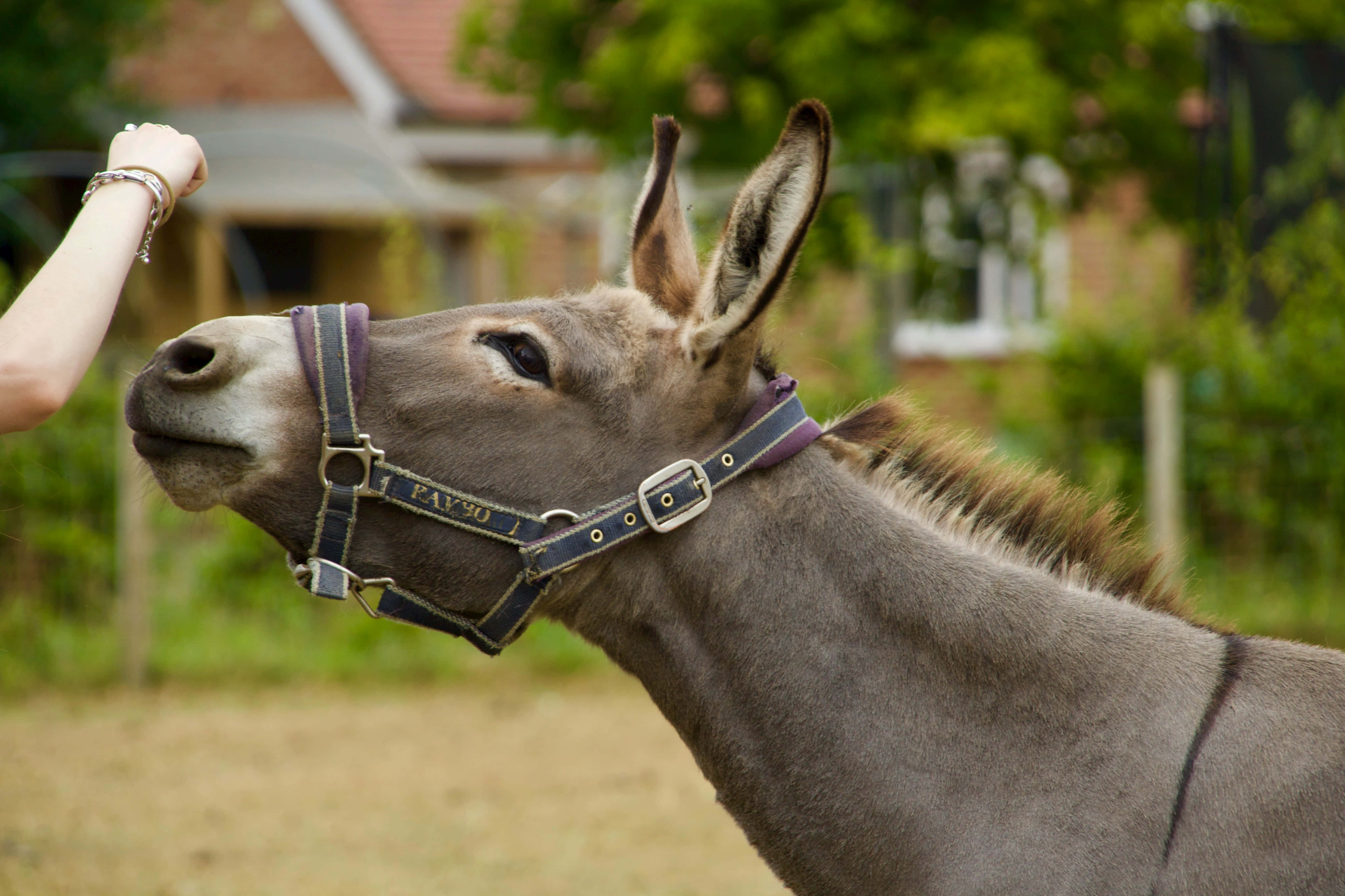 Mule 桌布 壁紙 — 一隻灰色驢子戴著藍色韁繩，在陽光明媚的庭院裡，溫柔地從人伸出的手中接受零食的特寫。
