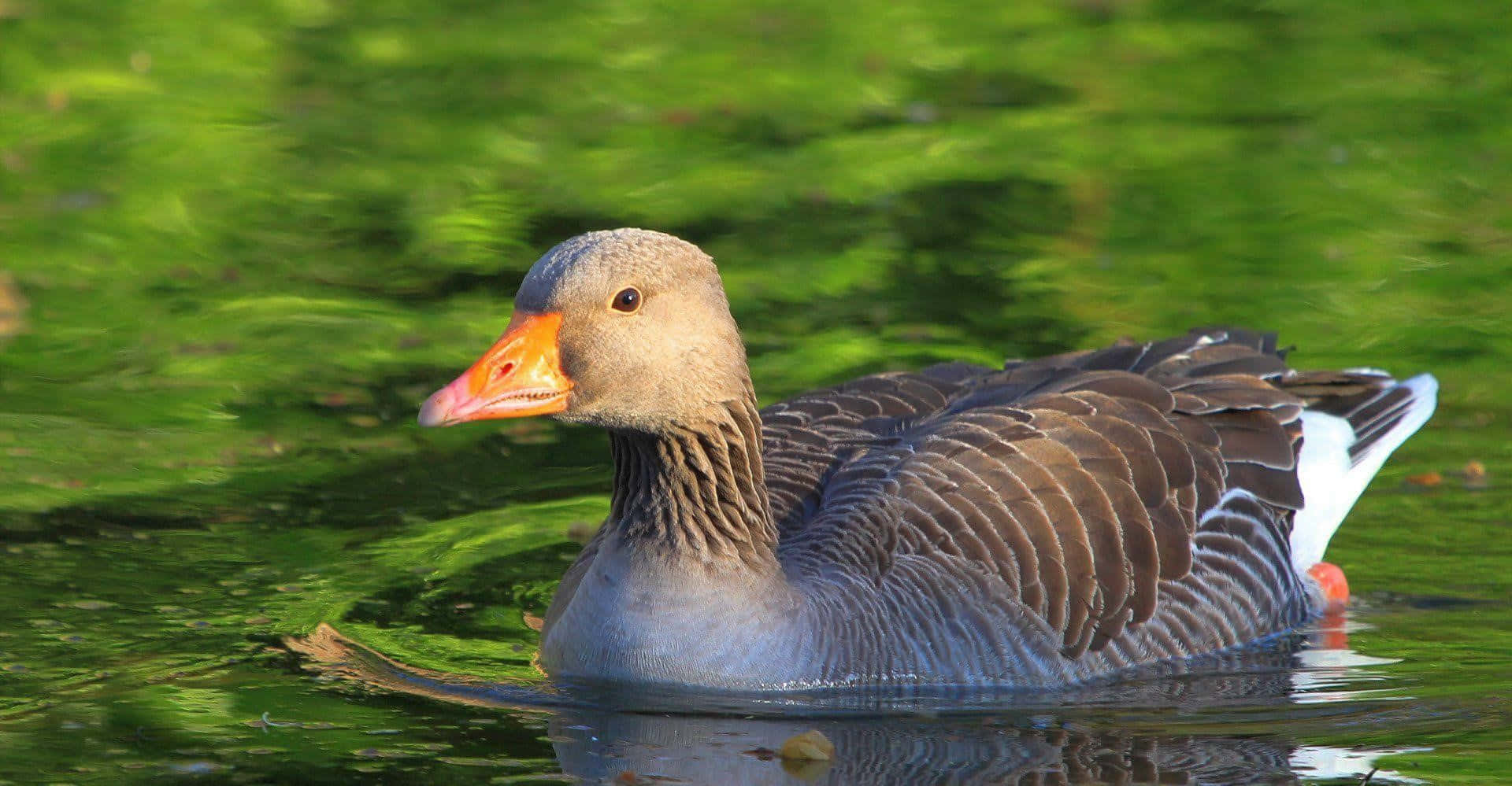 Goose 桌布 壁紙 — 一隻灰色鵝，橙色喙，在反射陽光的鮮綠色水中平靜地滑行。