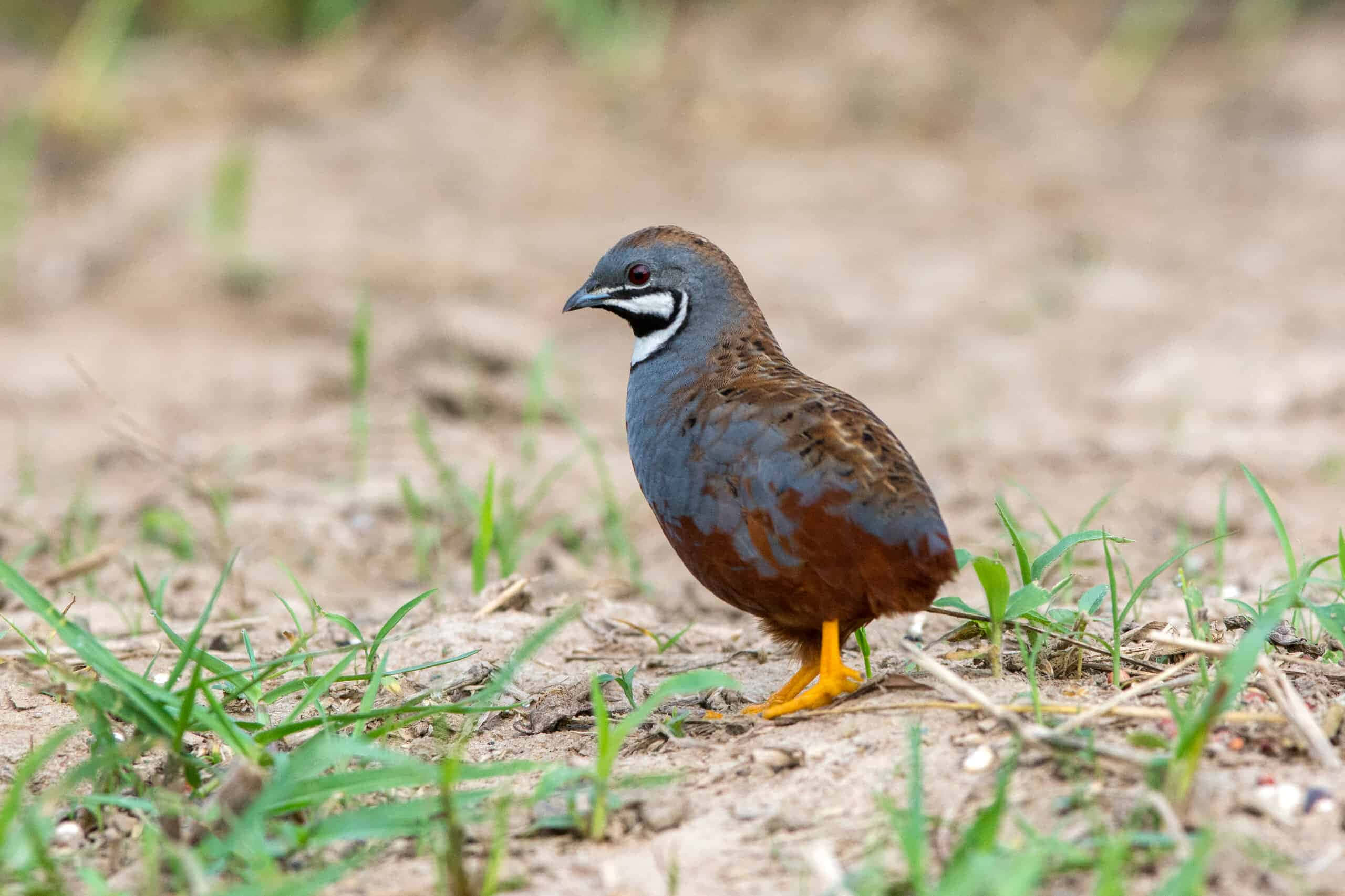 Quail 桌布 壁紙 — 一隻灰褐色鵪鶉的特寫，擁有鮮亮的橙色腳，站在泥土和稀疏的綠草上。