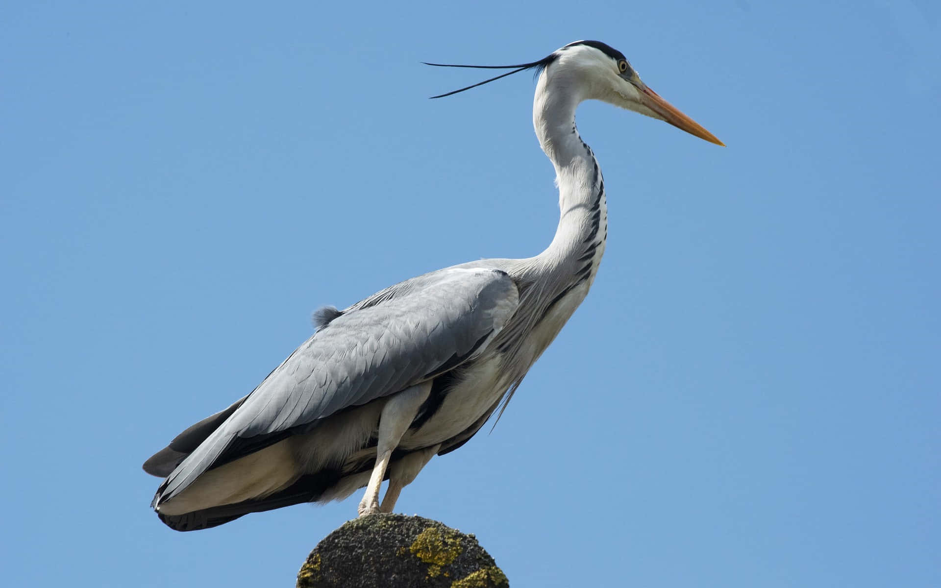 Heron 桌布 壁紙 — 一隻灰鷺站在長滿苔蘚的岩石上，長頸彎曲，尖喙向前，背景是清澈的藍天。