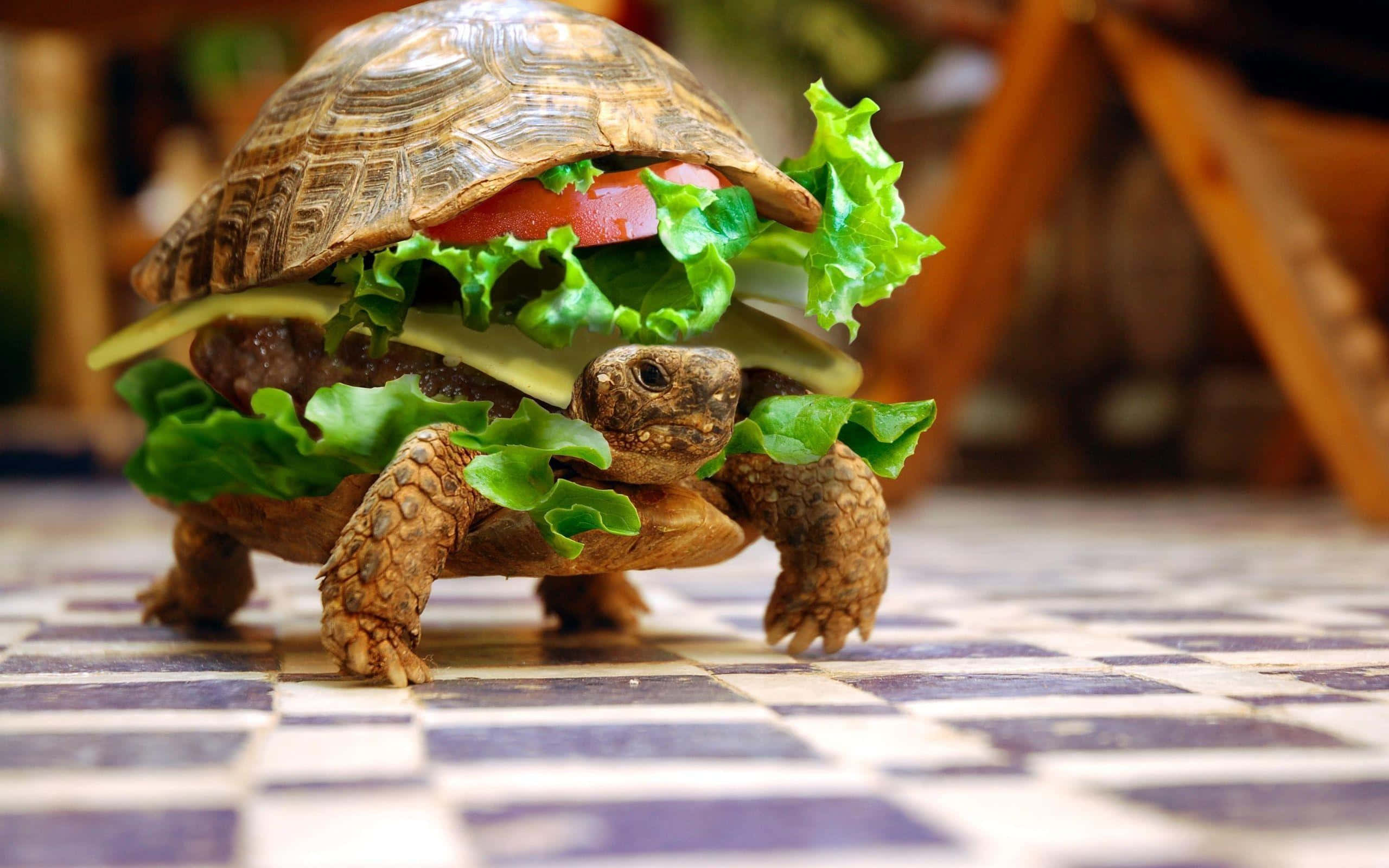 tortoise 桌布 壁紙 — 一隻烏龜創意地打扮成漢堡包，配以生菜、番茄和芝士，在格子地板上。