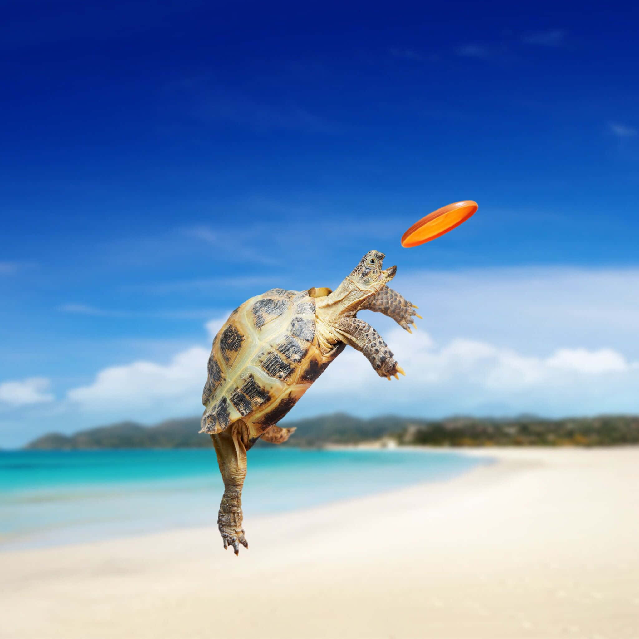 sea turtle 桌布 壁紙 — 一隻烏龜在陽光明媚的海灘上躍起，追逐一個橙色飛盤，背景是鮮豔的藍天。