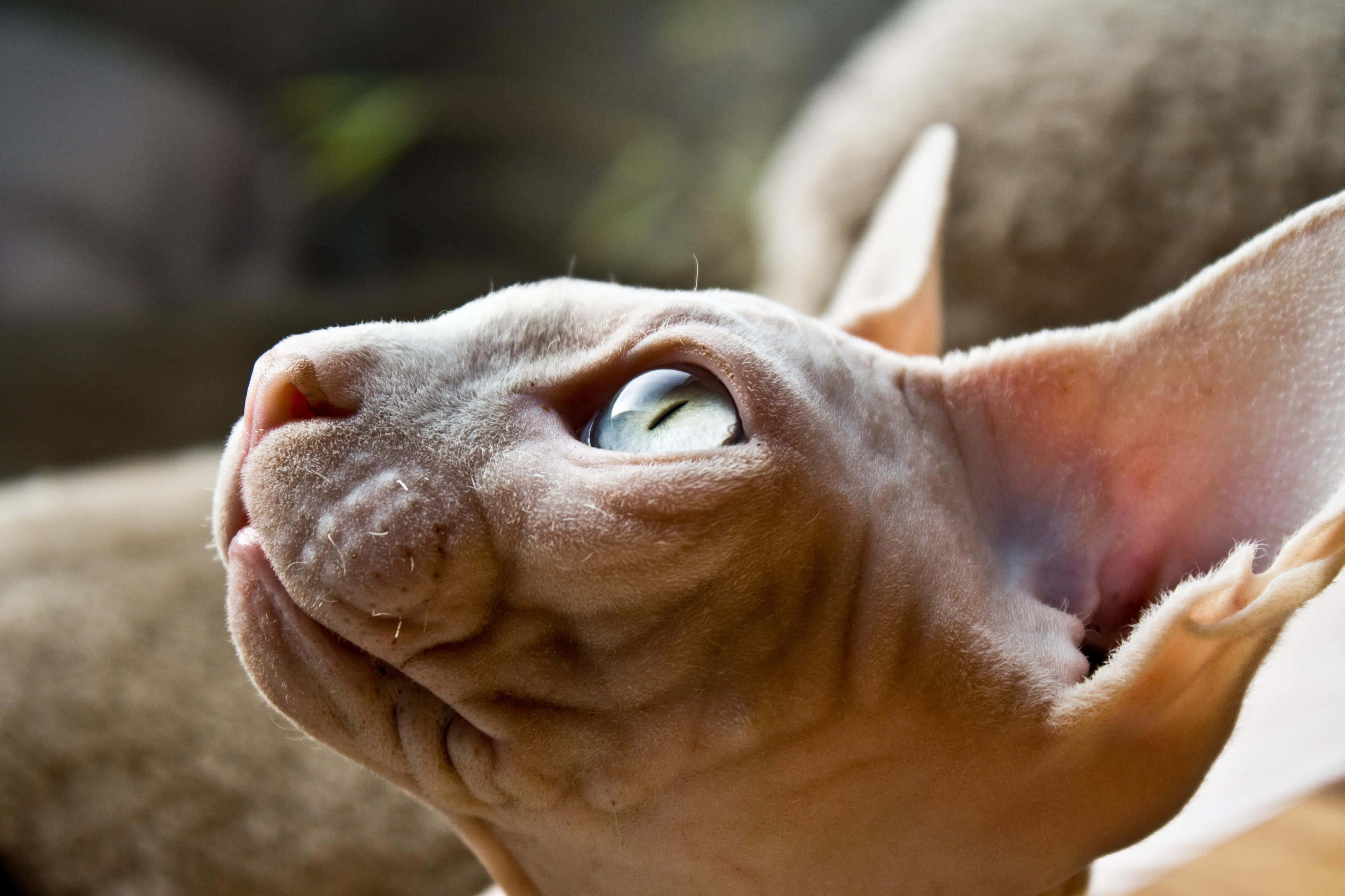 Sphynx 桌布 壁紙 — 一隻無毛斯芬克斯貓嘅特寫，有大耳朵同引人注目嘅綠色眼睛向上凝視。