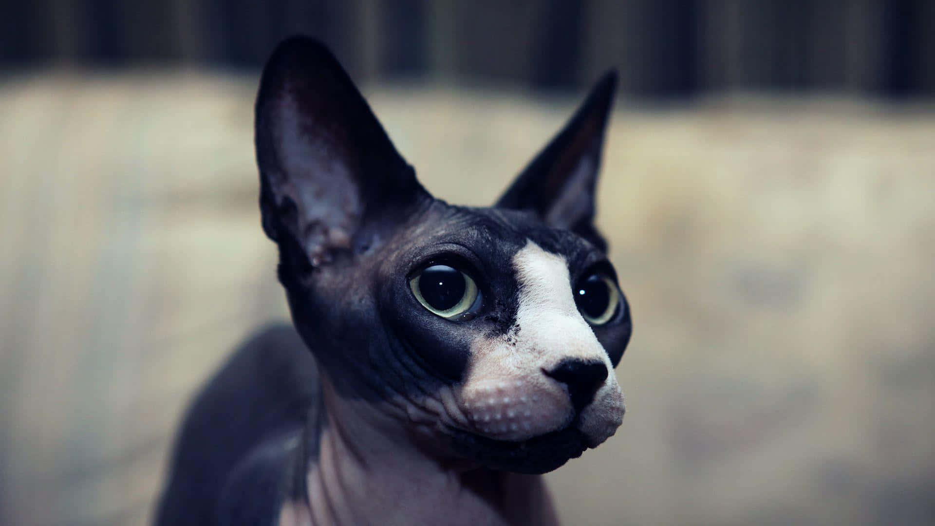Sphynx 桌布 壁紙 — 一隻無毛斯芬克斯貓的特寫，有大耳朵和引人注目的綠色眼睛，專注地凝視著。