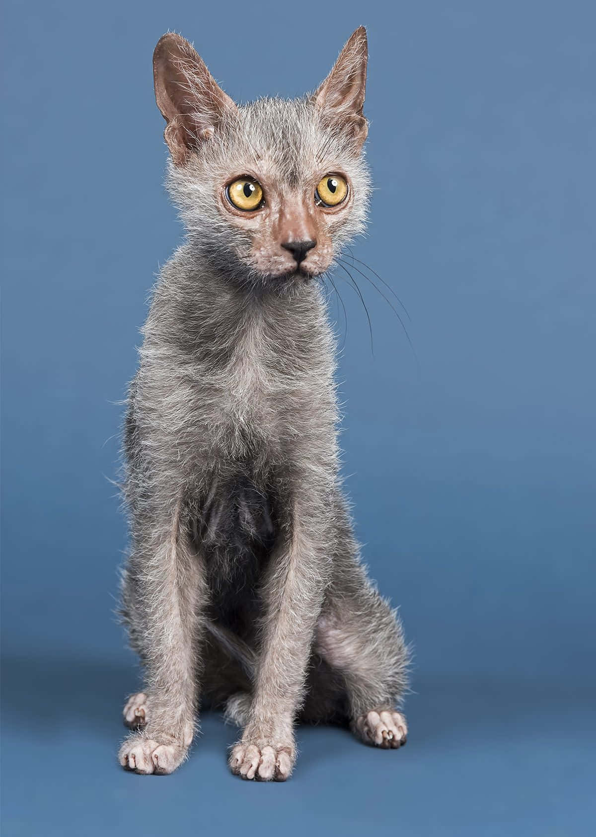 Lykoi 桌布 壁紙 — 一隻無毛灰色德文帝王貓幼崽，有著大大的黃色眼睛，警覺地坐在純藍色攝影棚背景前。