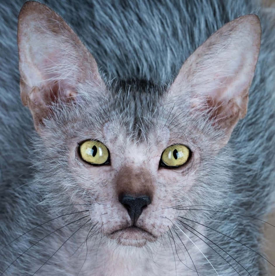 Lykoi 桌布 壁紙 — 一隻無毛灰貓的近距離特寫，牠有著引人注目的黃色眼睛，正專注地凝視著鏡頭。