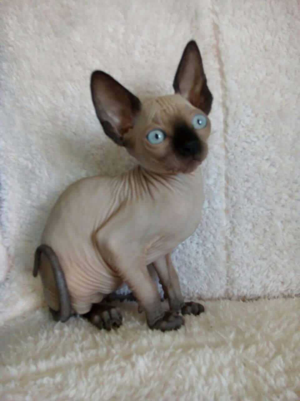 Canadian Sphynx 桌布 壁紙 — 一隻無毛的斯芬克斯小貓，擁有引人注目的藍色眼睛，警覺地坐在柔軟的白色紋理毯子上。