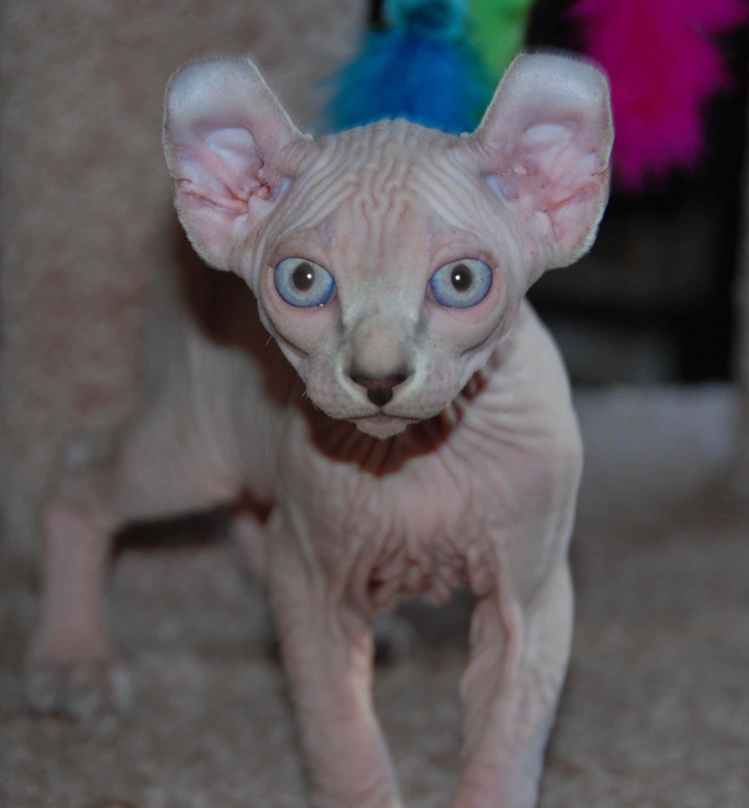 Elf Cat 桌布 壁紙 — 一隻無毛的斯芬克斯小貓，有著大大的藍色眼睛和粉紅色耳朵，警覺地站在地毯上，身後是模糊的彩色羽毛。