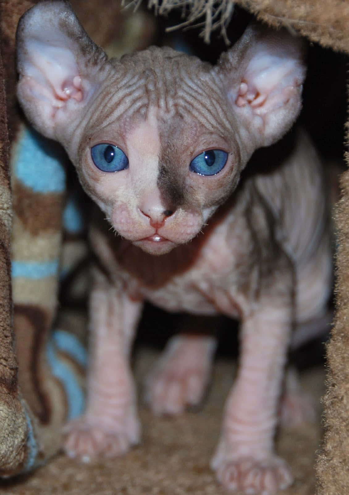 Elf Cat 桌布 壁紙 — 一隻無毛的斯芬克斯小貓，有著引人注目的藍色眼睛，從舒適的布料窩裡好奇地探出頭來。