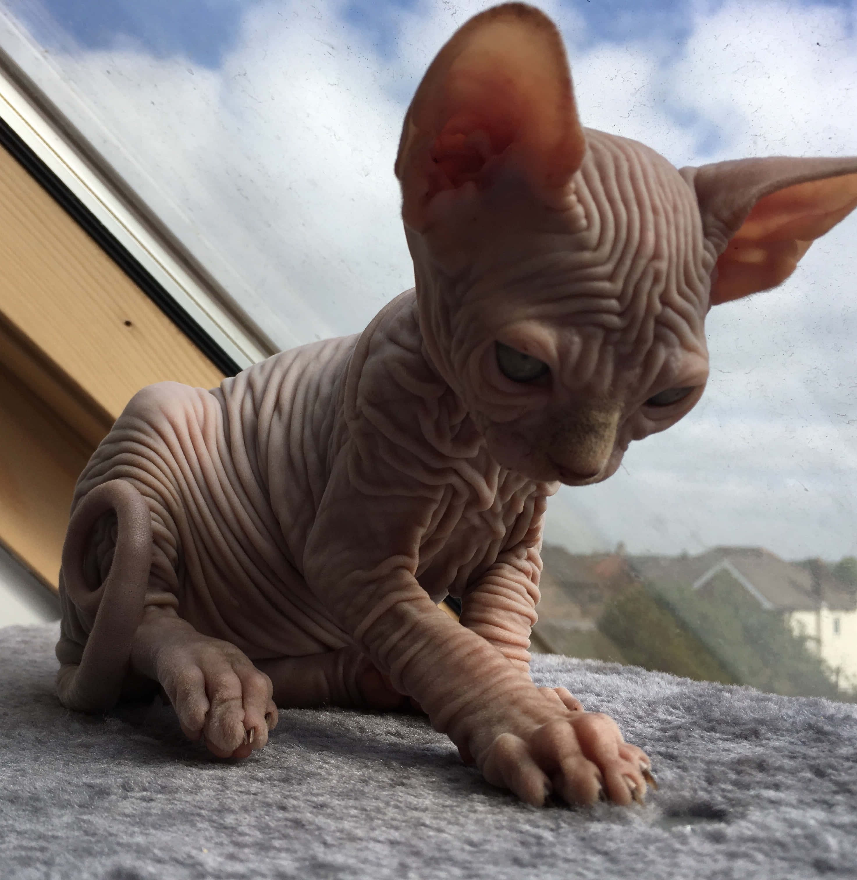 Canadian Sphynx 桌布 壁紙 — 一隻無毛的斯芬克斯小貓，皮膚粉紅有皺紋，警覺地坐在灰色窗台上，凝視著多雲的天空。
