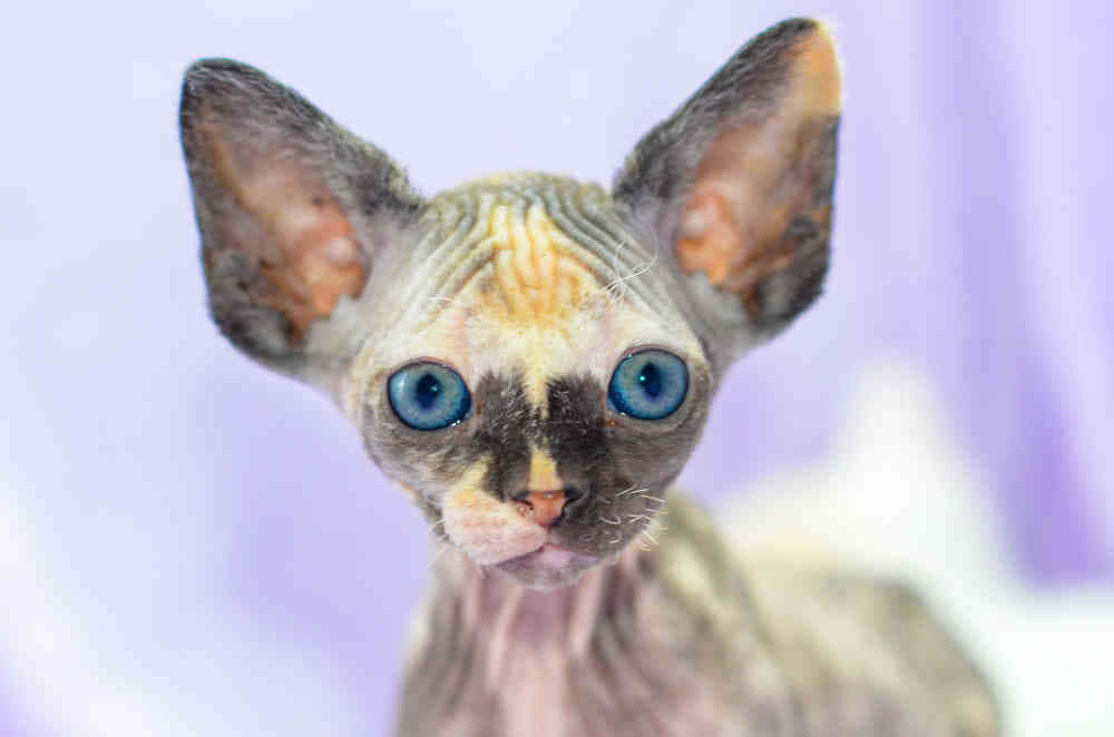Canadian Sphynx 桌布 壁紙 — 一隻無毛的斯芬克斯貓，擁有引人注目的藍色眼睛和大耳朵，在柔和的紫色背景前的特寫。