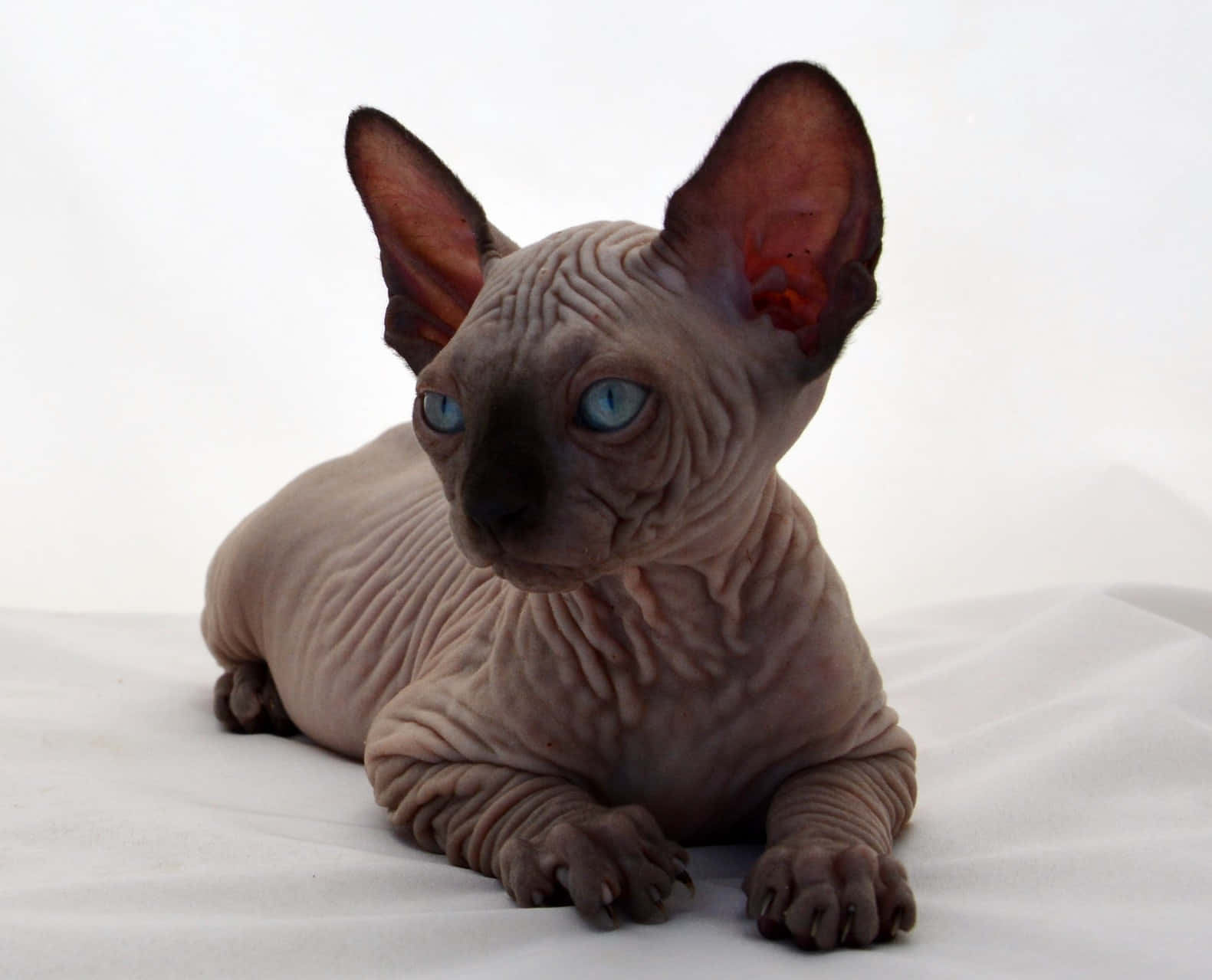 Canadian Sphynx 桌布 壁紙 — 一隻無毛的斯芬克斯貓，擁有引人注目的藍色眼睛和皺紋皮膚，靜靜地躺在白色表面上。