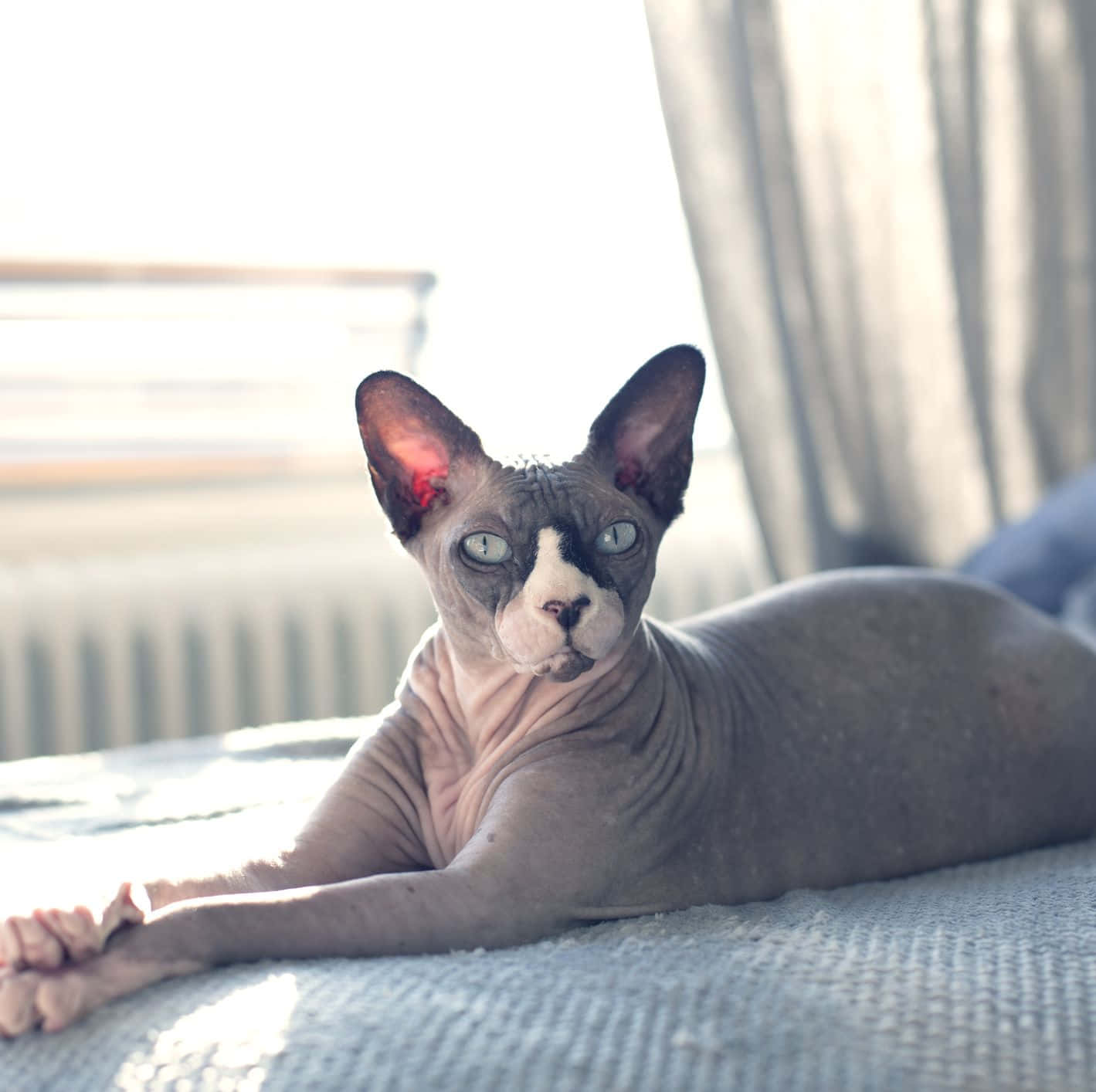 Canadian Sphynx 桌布 壁紙 — 一隻無毛的斯芬克斯貓，擁有引人注目的藍色眼睛，在柔和的晨光中躺在有紋理的毯子上休息。