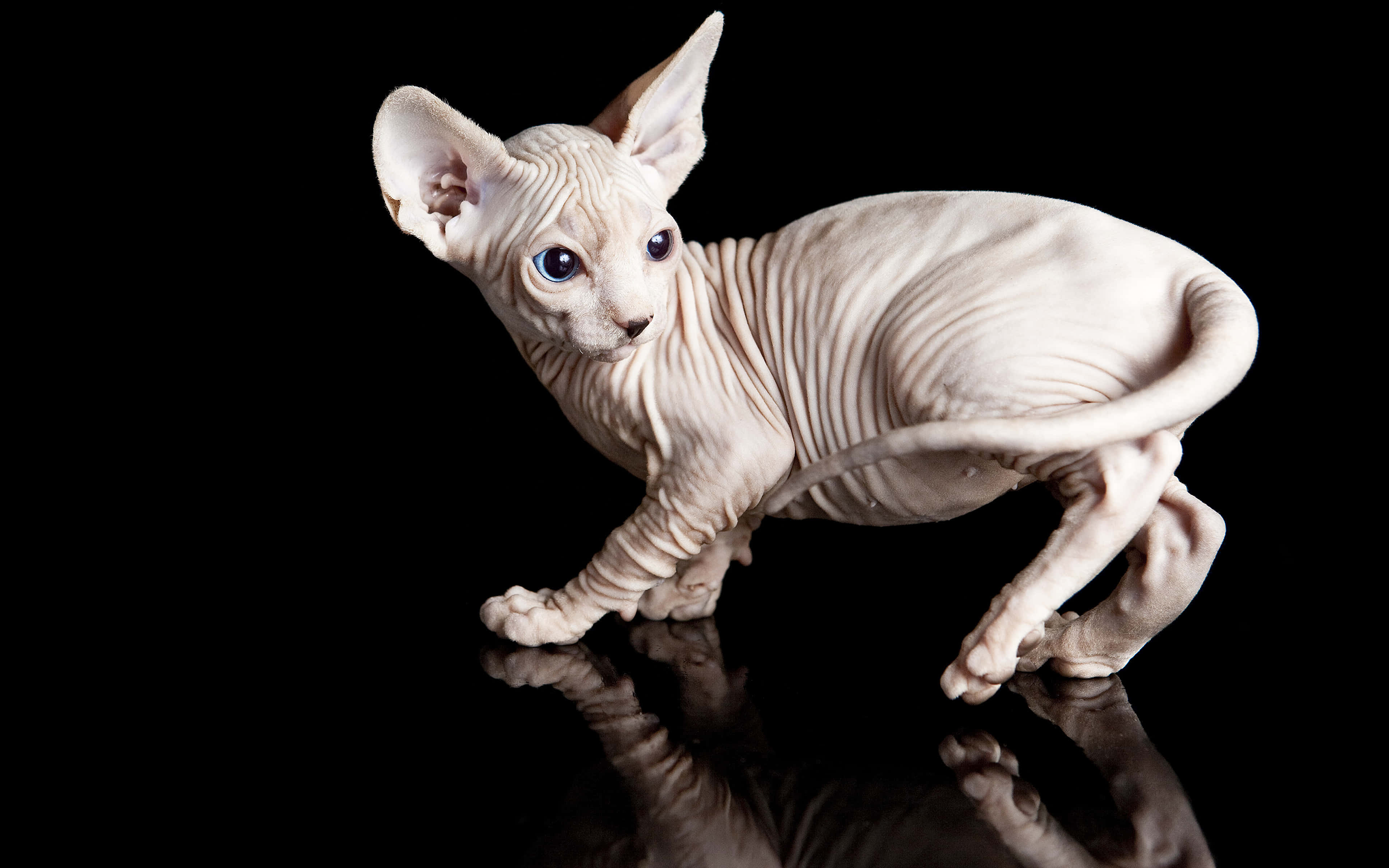 Sphynx 桌布 壁紙 — 一隻無毛的斯芬克斯貓，擁有引人注目的藍色眼睛，站在純黑色背景前的反光黑色表面上。