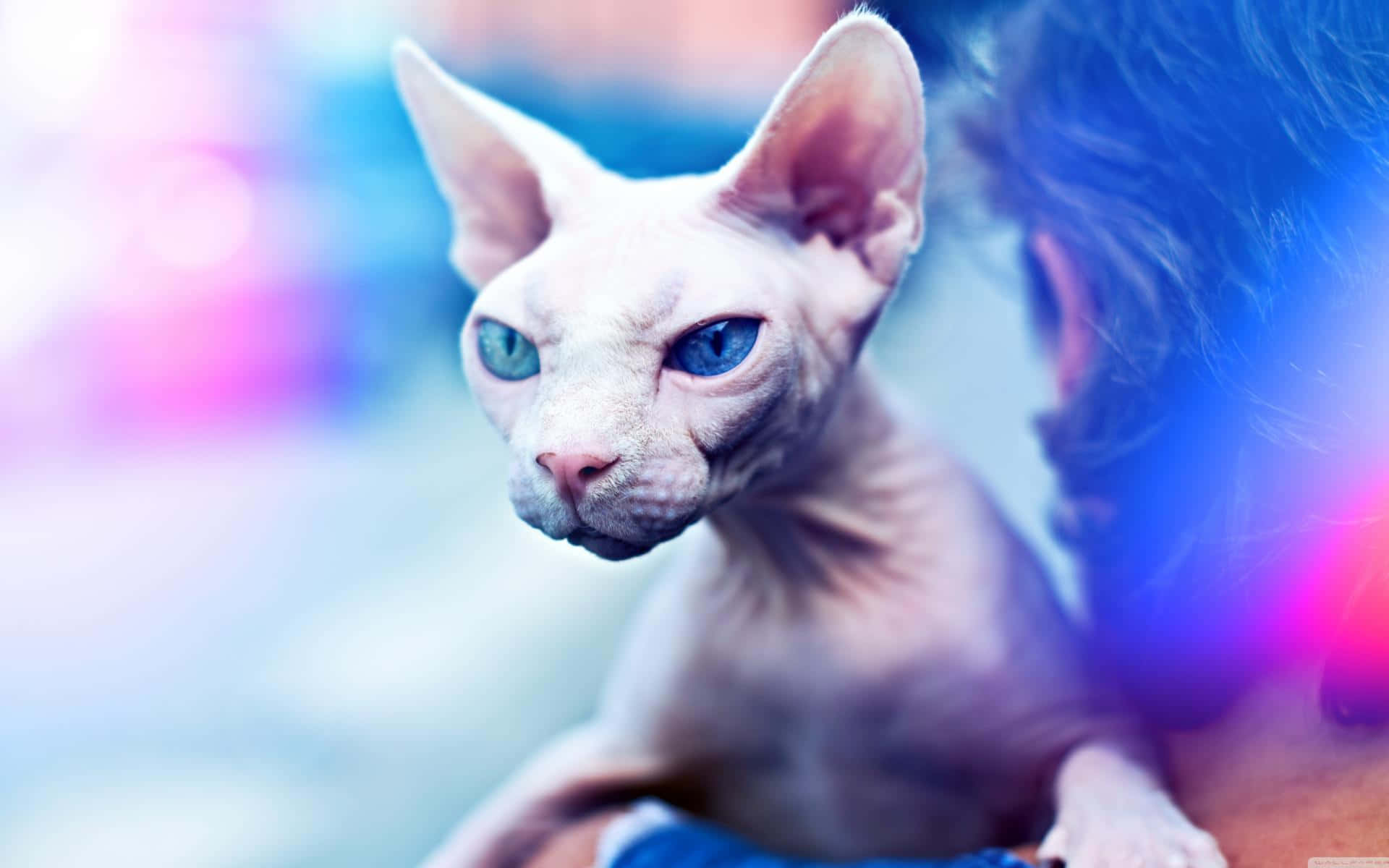 Sphynx 桌布 壁紙 — 一隻無毛的斯芬克斯貓，擁有引人注目的藍色眼睛，棲息在一個人的肩膀上，背景是充滿活力的散景效果。