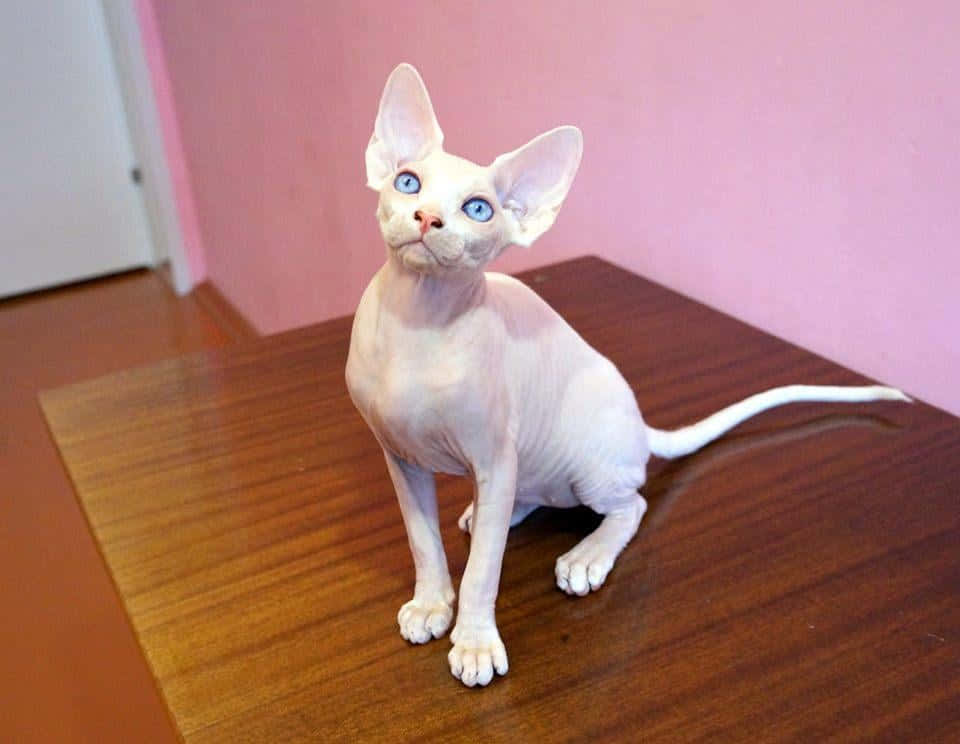 Canadian Sphynx 桌布 壁紙 — 一隻無毛的斯芬克斯貓，擁有引人注目的藍色眼睛，警覺地坐在木桌上，背景是柔和的粉紅色牆壁。