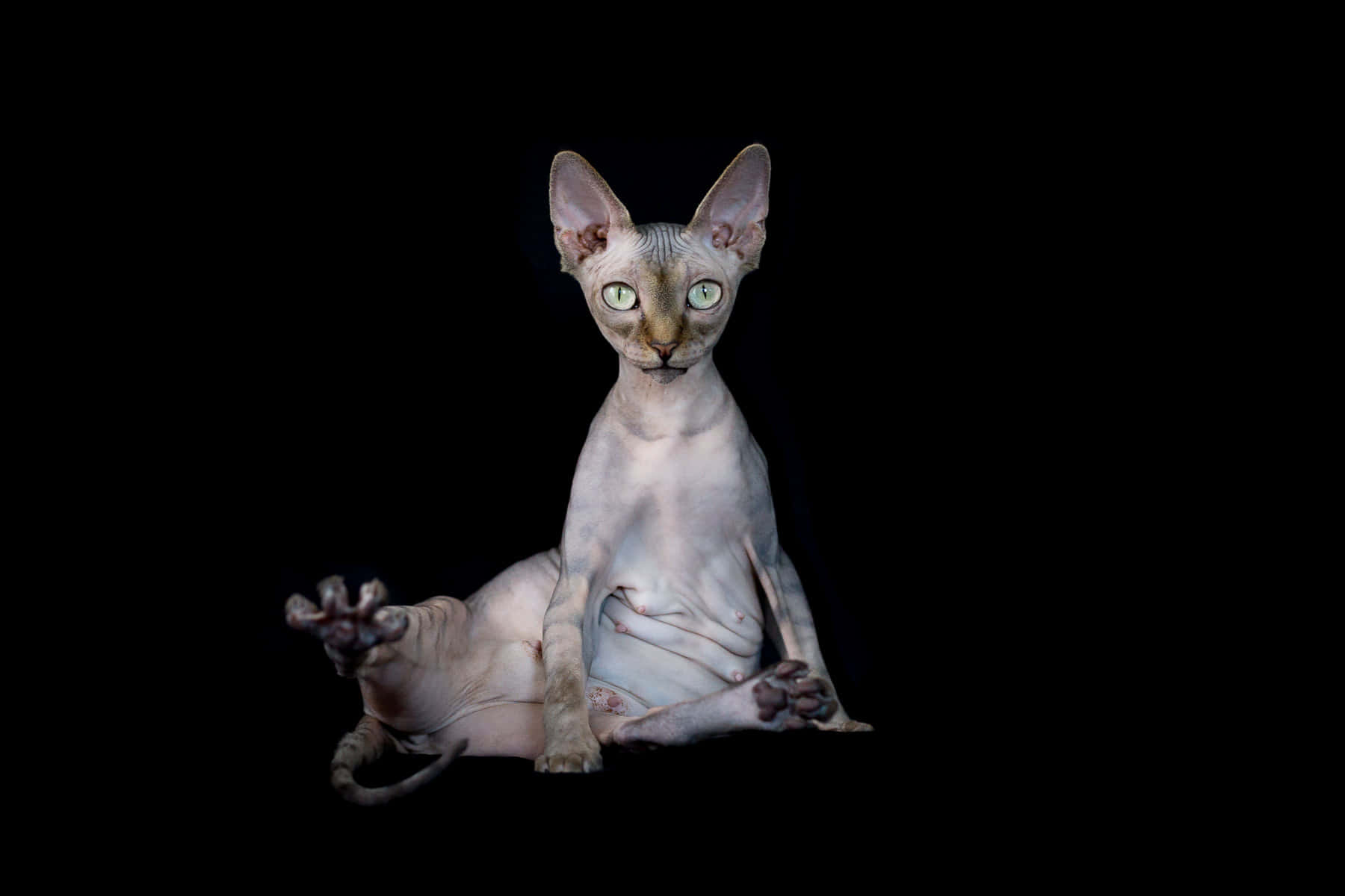 Sphynx 桌布 壁紙 — 一隻無毛的斯芬克斯貓，擁有發光的綠色眼睛，優雅地坐在純黑背景前。
