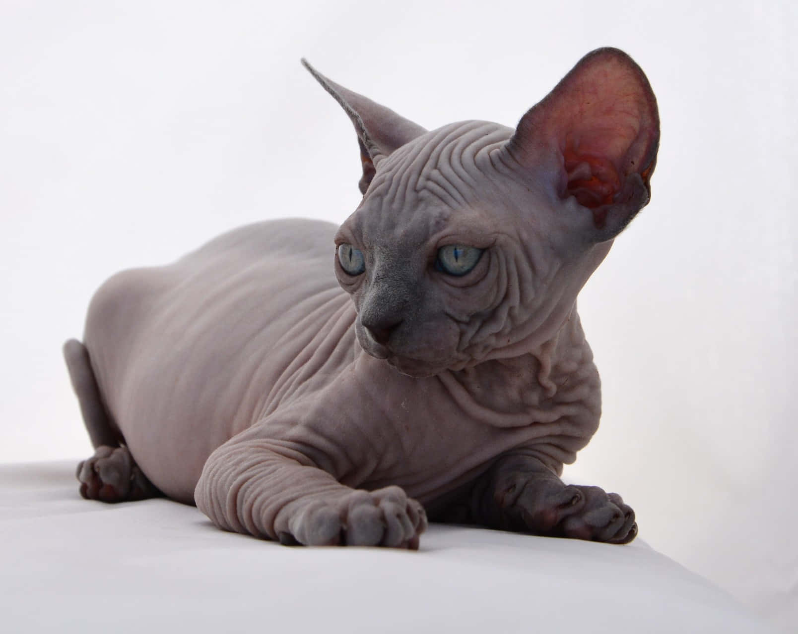 Canadian Sphynx 桌布 壁紙 — 一隻無毛的斯芬克斯貓，擁有皺紋灰色皮膚和引人注目的藍色眼睛，靜靜地躺在白色表面上休息。