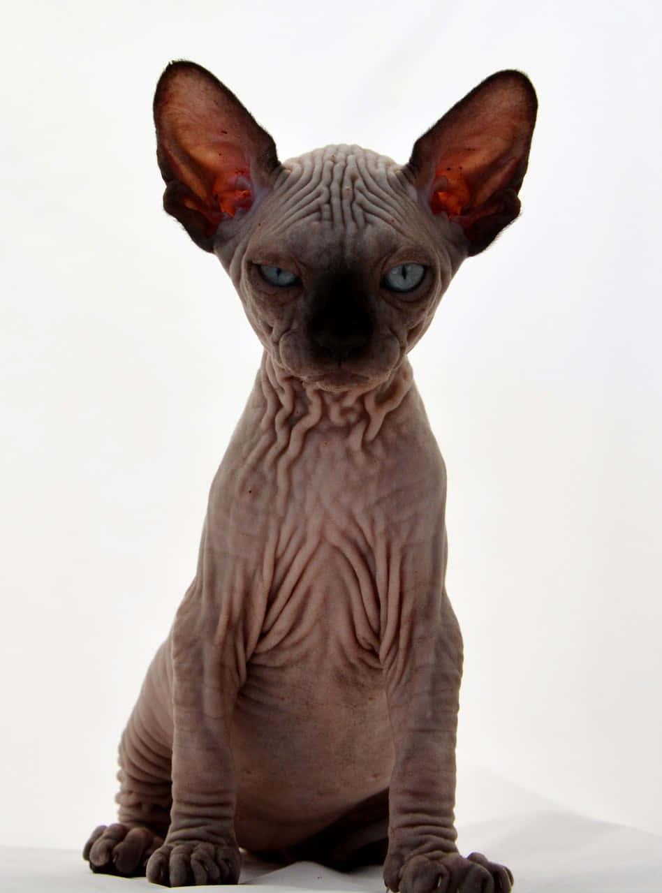 Canadian Sphynx 桌布 壁紙 — 一隻無毛的斯芬克斯貓，擁有皺紋灰色皮膚和明亮的藍色眼睛，警覺地坐在純白色背景前。