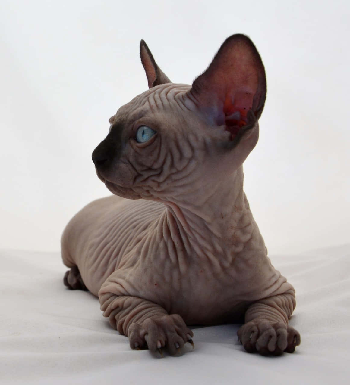 Canadian Sphynx 桌布 壁紙 — 一隻無毛的斯芬克斯貓，擁有皺褶的粉紅色皮膚和引人注目的藍色眼睛，平靜地躺在白色表面上。
