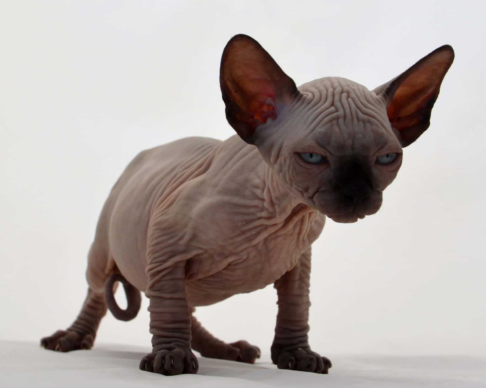 Canadian Sphynx 桌布 壁紙 — 一隻無毛的斯芬克斯貓，擁有皺褶的粉紅色皮膚和大耳朵，警覺地站在純白色背景前。
