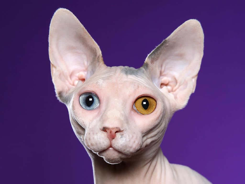 Sphynx 桌布 壁紙 — 一隻無毛的斯芬克斯貓，有一隻藍色和一隻琥珀色的眼睛，在純紫色背景下強烈凝視。