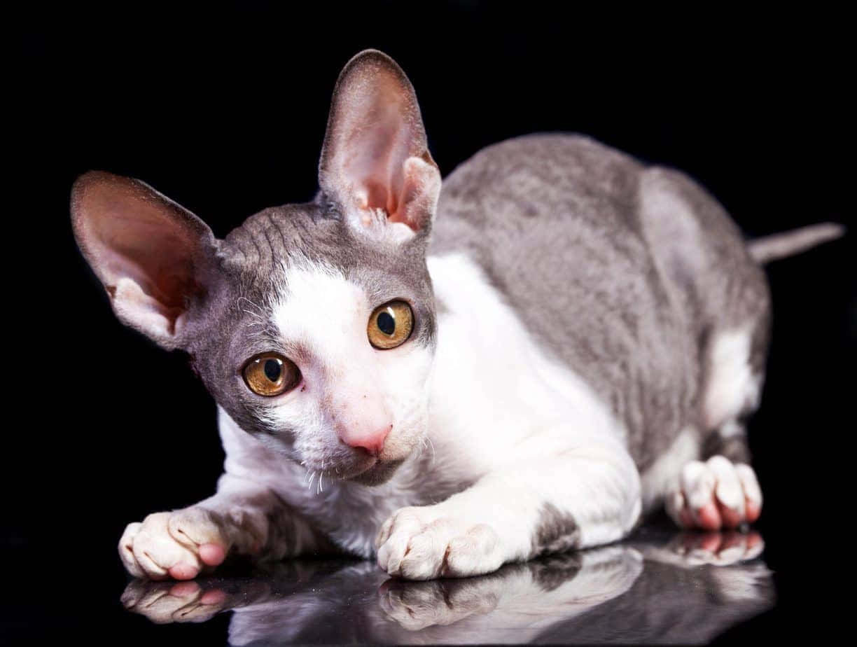 Cornish Rex 桌布 壁紙 — 一隻無毛的斯芬克斯貓，有大耳朵和琥珀色的眼睛，警覺地躺在反射黑色表面上，背景為深色。