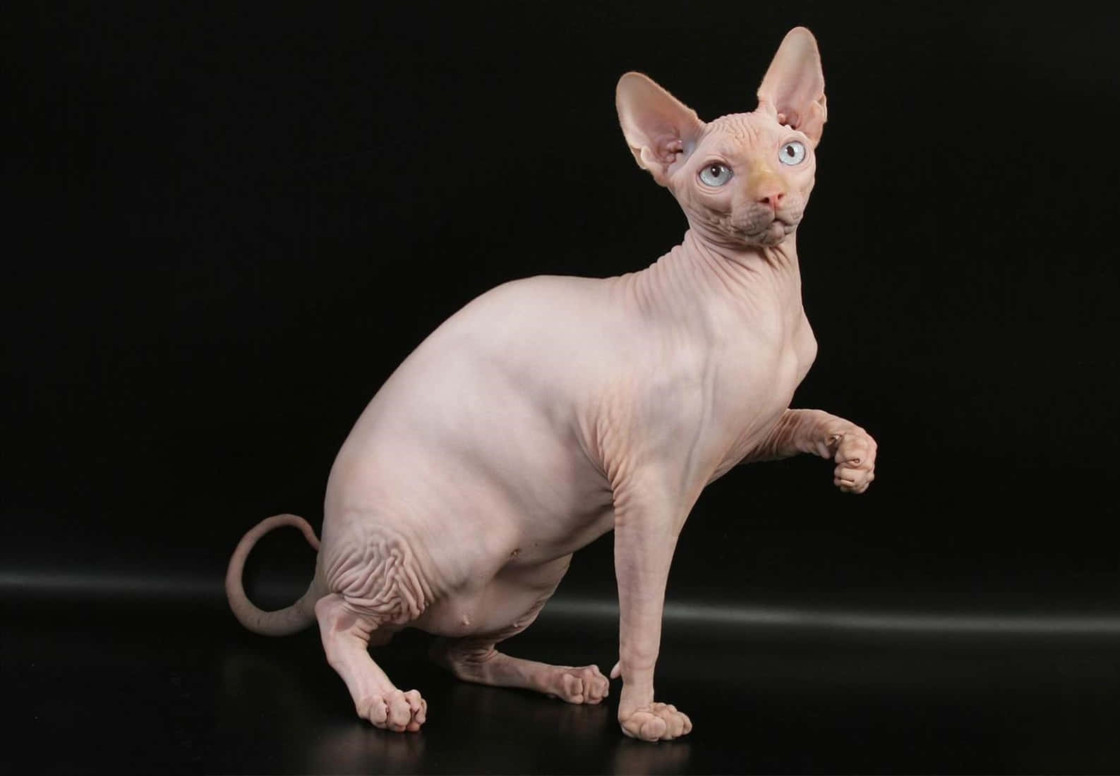 Sphynx 桌布 壁紙 — 一隻無毛的斯芬克斯貓，有大耳朵和藍色眼睛，在純黑背景前擺出姿勢。