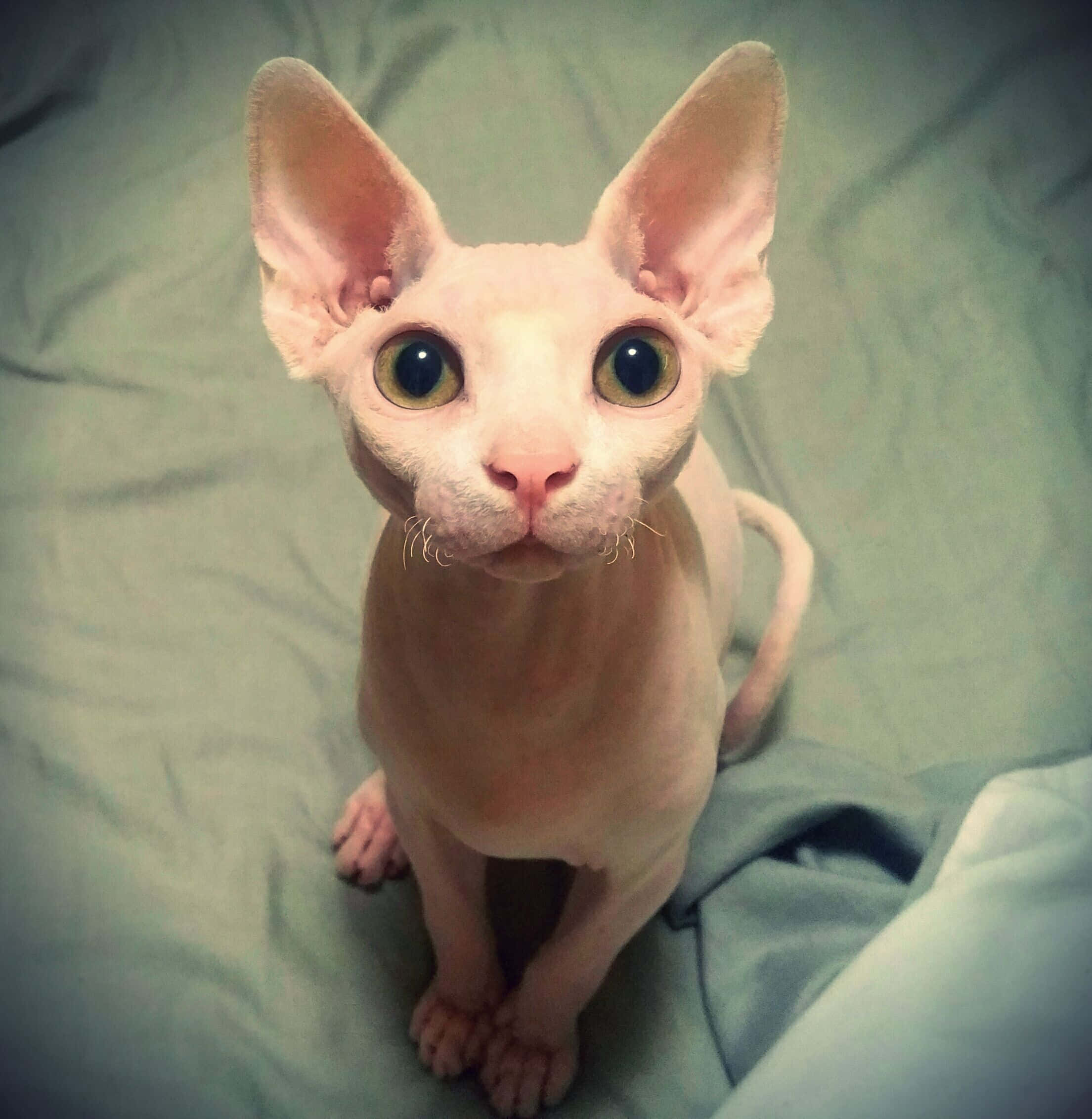 Cornish Rex 桌布 壁紙 — 一隻無毛的斯芬克斯貓，有大耳朵和大眼睛，警覺地坐在柔軟的藍綠色毯子上。