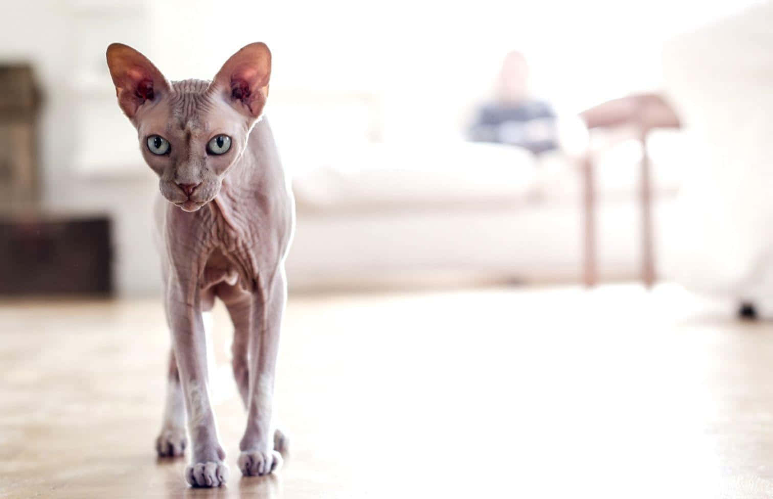 Sphynx 桌布 壁紙 — 一隻無毛的斯芬克斯貓，有大耳朵和明亮的藍眼睛，在明亮的室內環境中警覺地站在木地板上。