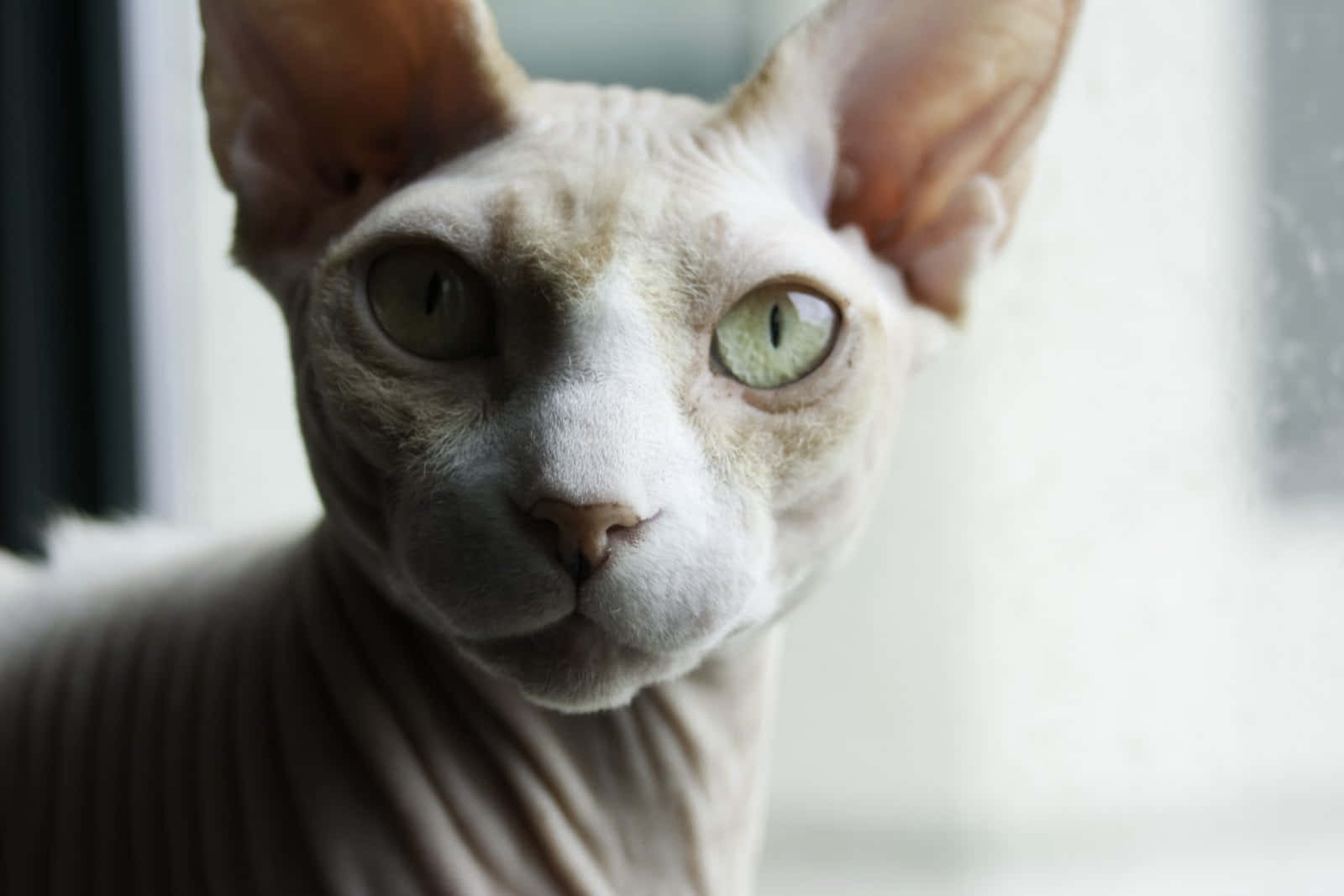 Sphynx 桌布 壁紙 — 一隻無毛的斯芬克斯貓，有大耳朵和綠色眼睛，近距離直視鏡頭。