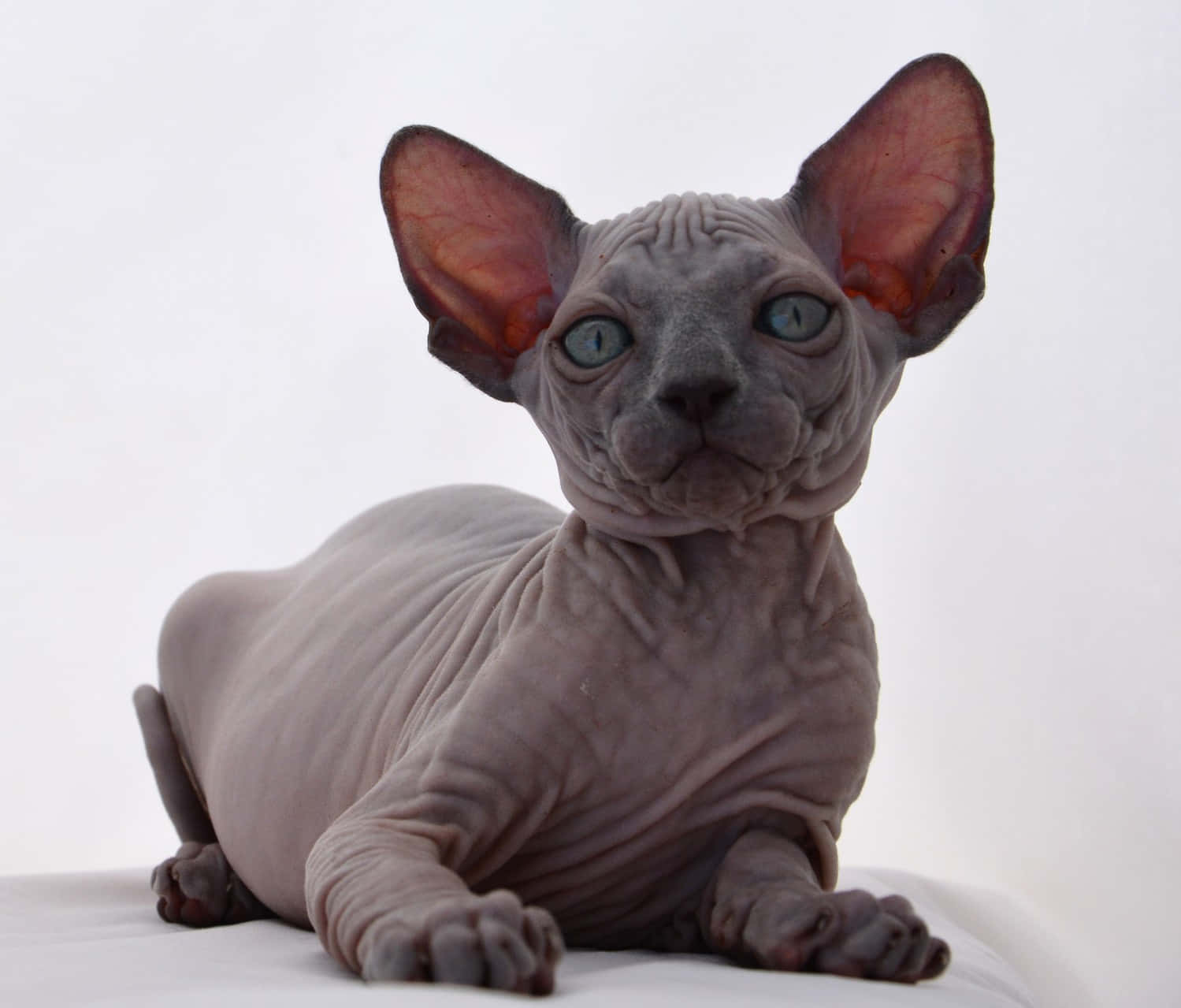 Canadian Sphynx 桌布 壁紙 — 一隻無毛的斯芬克斯貓，有大耳朵和藍色眼睛，在白色表面上對著純白色背景平靜地休息。
