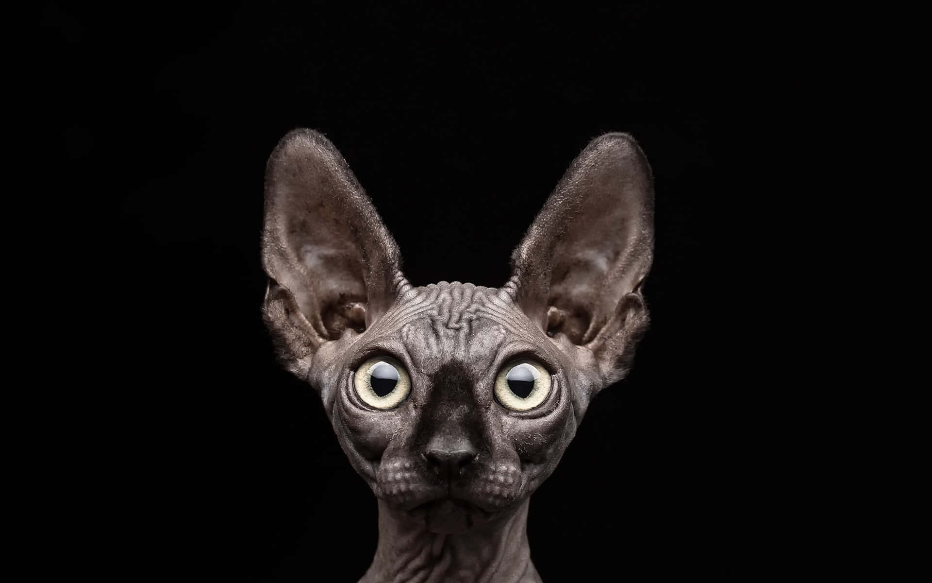 Sphynx 桌布 壁紙 — 一隻無毛的斯芬克斯貓，有大耳朵和大眼睛，在黑色背景上的特寫。