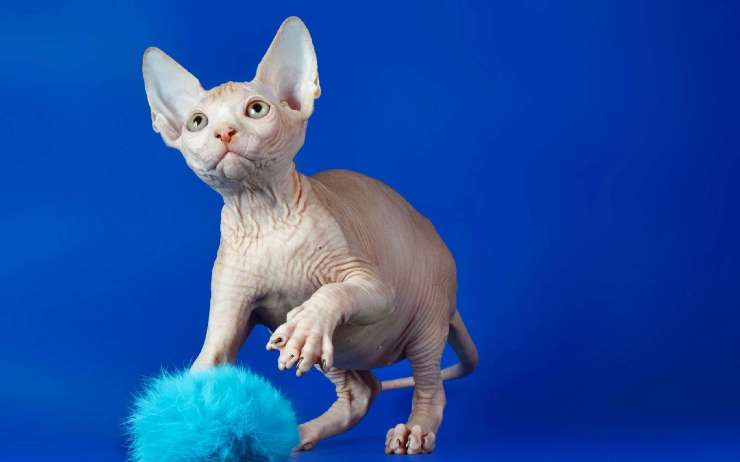 Sphynx 桌布 壁紙 — 一隻無毛的斯芬克斯貓，有大耳朵和綠色眼睛，在純藍色背景上頑皮地抓著一個毛茸茸的藍色玩具。