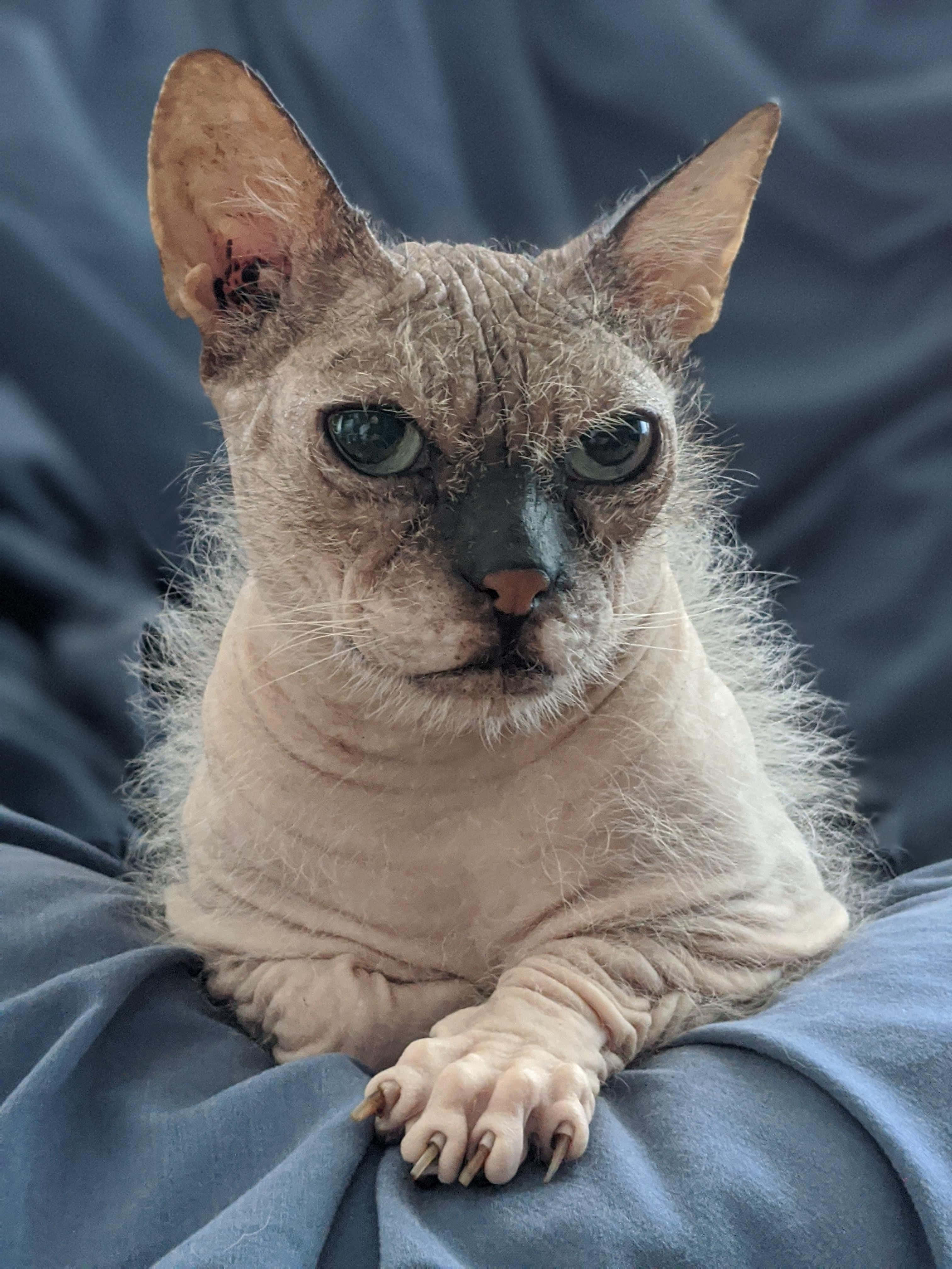 Lykoi 桌布 壁紙 — 一隻無毛的斯芬克斯貓，有大耳朵和綠色眼睛，在藍色布料表面上休息。