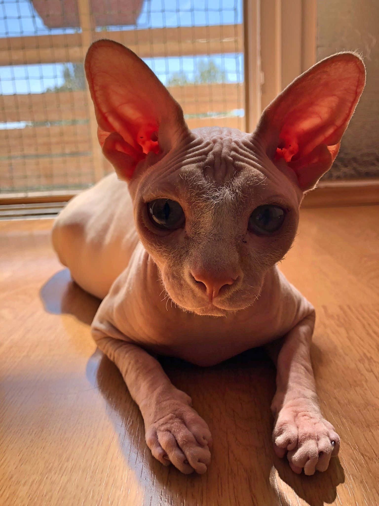 Canadian Sphynx 桌布 壁紙 — 一隻無毛的斯芬克斯貓，有大耳朵和大眼睛，躺在窗邊的木地板上。