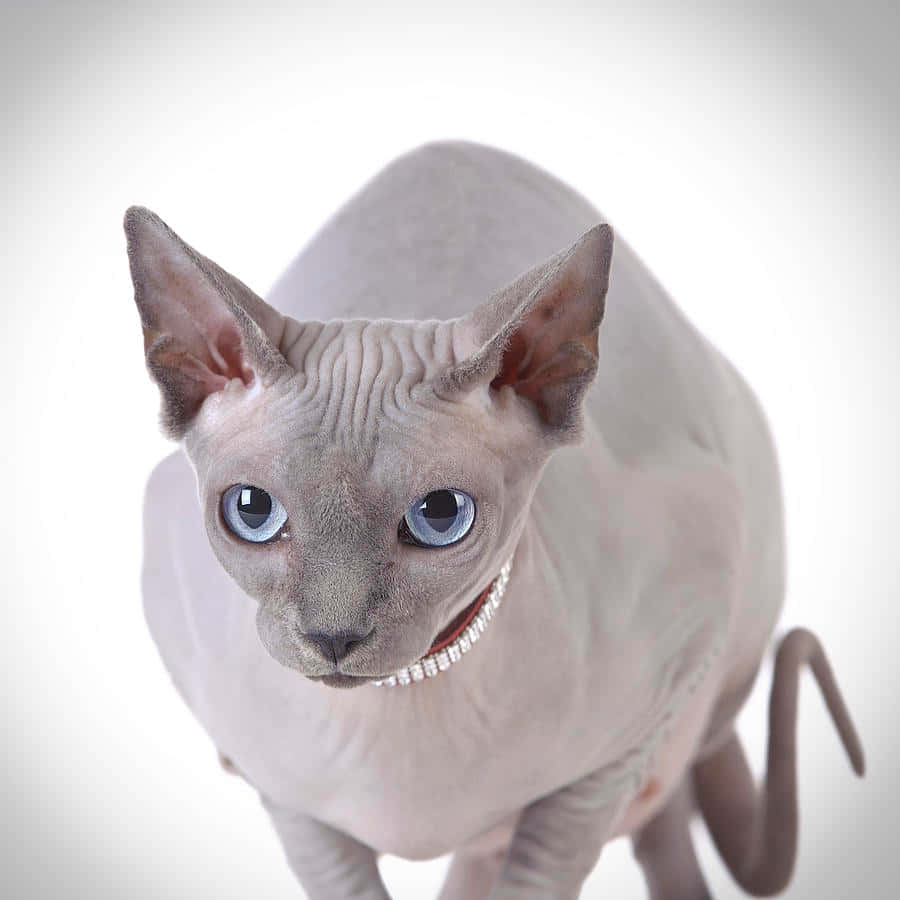 Canadian Sphynx 桌布 壁紙 — 一隻無毛的斯芬克斯貓，有著大大的藍眼睛和一條珍珠項鍊，在純白背景前直視鏡頭。