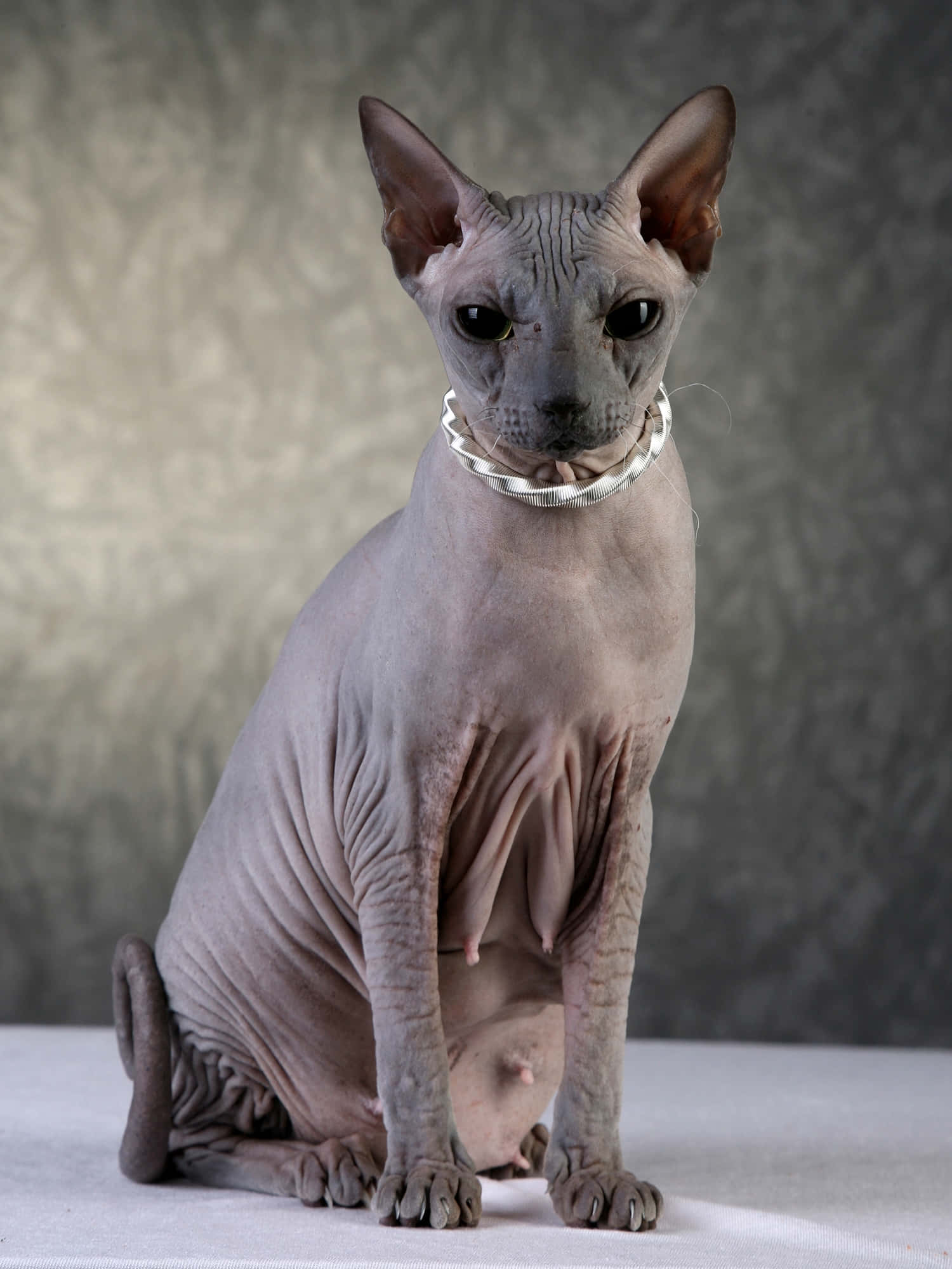 Sphynx 桌布 壁紙 — 一隻無毛的斯芬克斯貓，有著大耳朵和深色眼睛，優雅地坐在白色表面上，背景是帶有紋理的灰色。