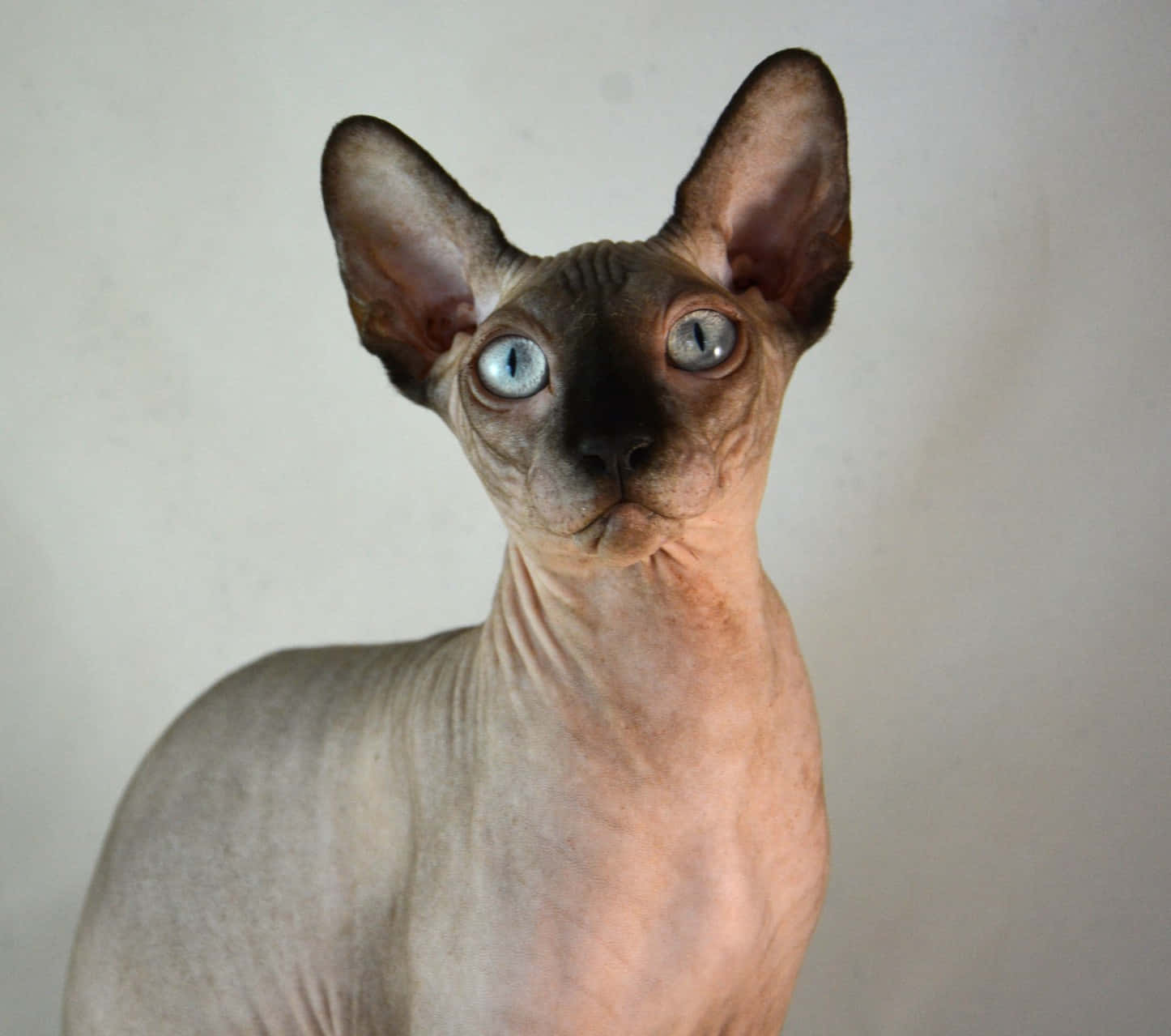 Canadian Sphynx 桌布 壁紙 — 一隻無毛的斯芬克斯貓，有著大耳朵和引人注目的藍色眼睛，在純色背景下直視鏡頭。