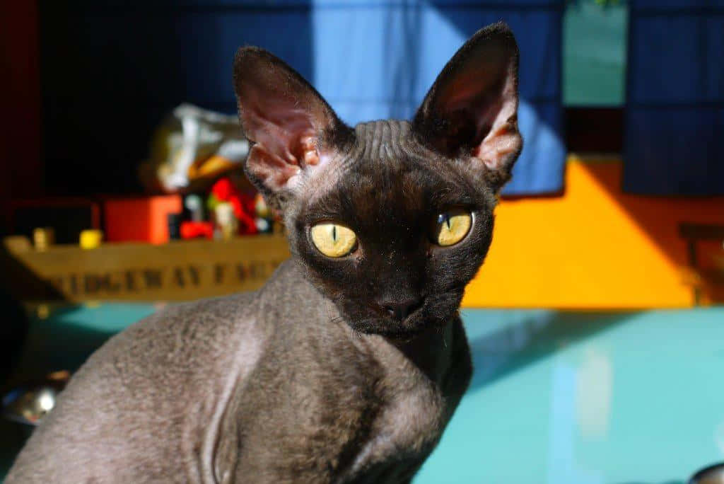 Devon Rex 桌布 壁紙 — 一隻無毛的斯芬克斯貓，有著引人注目的黃色眼睛，警覺地坐在陽光充足的房間裡，背景是色彩繽紛的模糊效果。