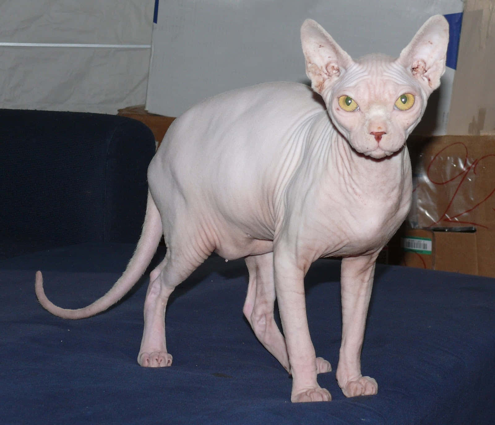 Sphynx 桌布 壁紙 — 一隻無毛的斯芬克斯貓，皮膚呈淡粉紅色，明亮的黃色眼睛，警覺地站在藍色沙發上。