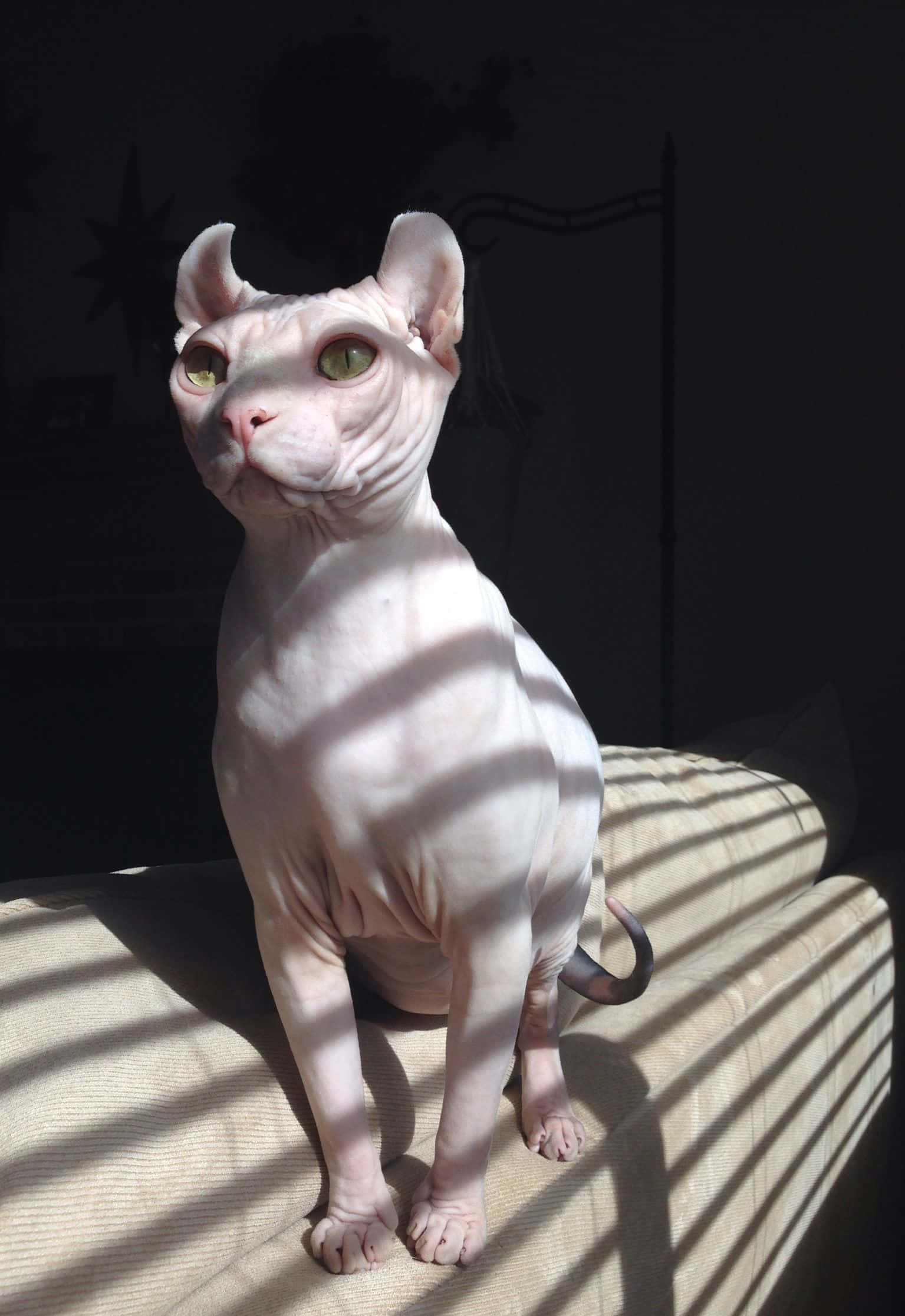 Elf Cat 桌布 壁紙 — 一隻無毛的斯芬克斯貓，綠色眼睛，坐在有紋理的沙發上，沐浴在條紋陽光中，背景為深色。