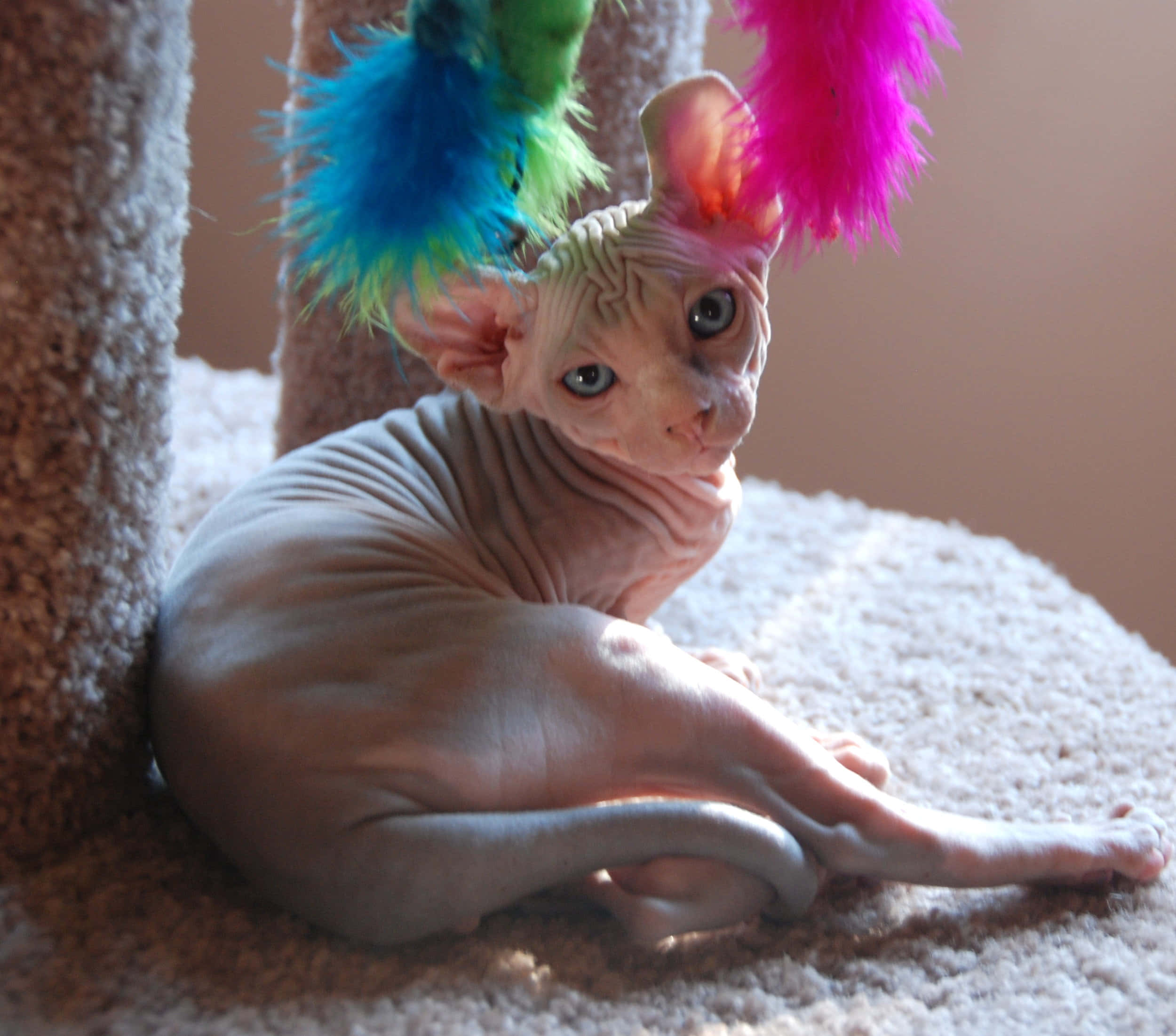 Elf Cat 桌布 壁紙 — 一隻無毛的斯芬克斯貓，耳朵很大，坐在鋪有地毯的貓樹上，戴著色彩繽紛的羽毛頭帶。