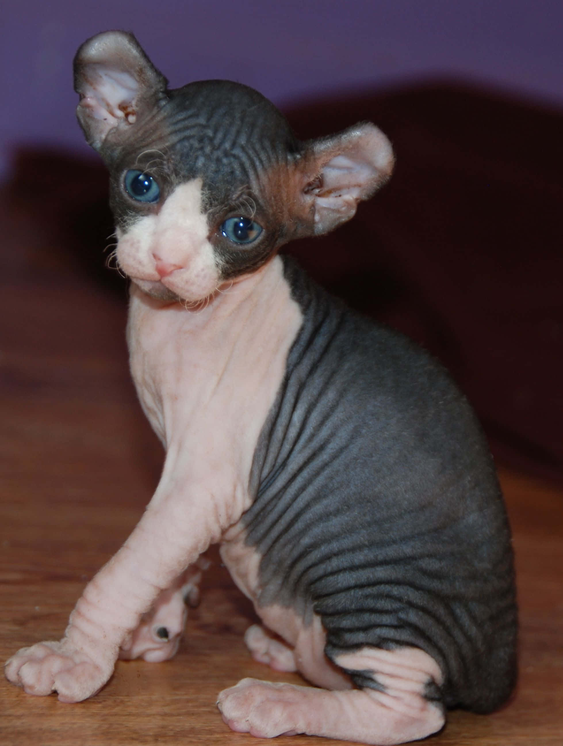 Elf Cat 桌布 壁紙 — 一隻無毛的斯芬克斯貓咪，擁有引人注目的藍色眼睛，警覺地坐在紫色背景前的木地板上。