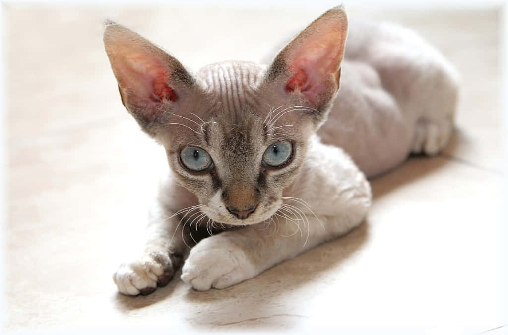 Cornish Rex 桌布 壁紙 — 一隻無毛的斯芬克斯貓咪，有大耳朵和明亮的藍色眼睛，警覺地躺在淺色地板上，直視鏡頭。