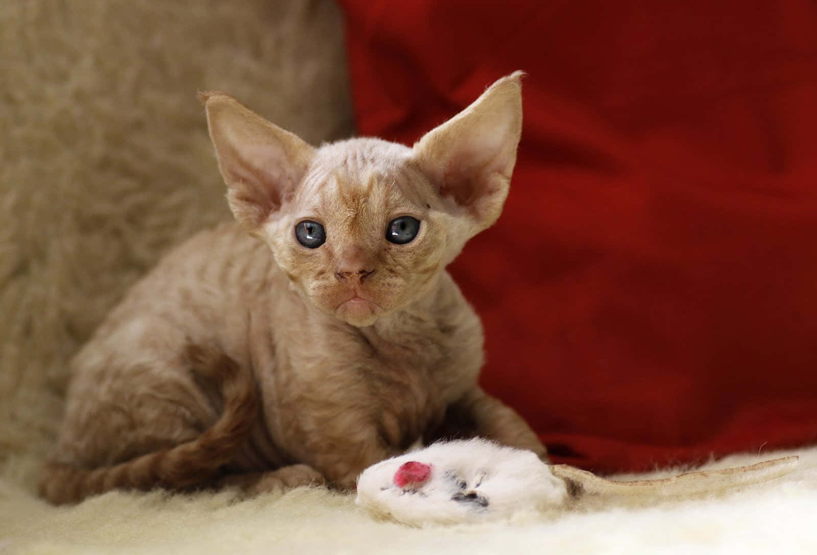 Devon Rex 桌布 壁紙 — 一隻無毛的斯芬克斯貓咪，有大耳朵和藍色眼睛，坐在毛茸茸的白色表面上，旁邊有一個毛絨玩具，背景是紅色靠墊。