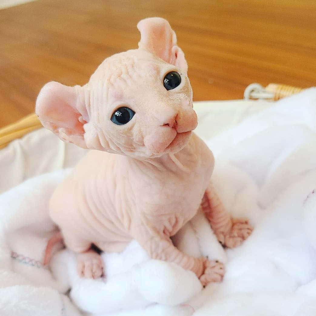 Elf Cat 桌布 壁紙 — 一隻無毛的斯芬克斯貓咪，有著大大的深色眼睛，警覺地坐在柳條籃內柔軟的白色毯子上。